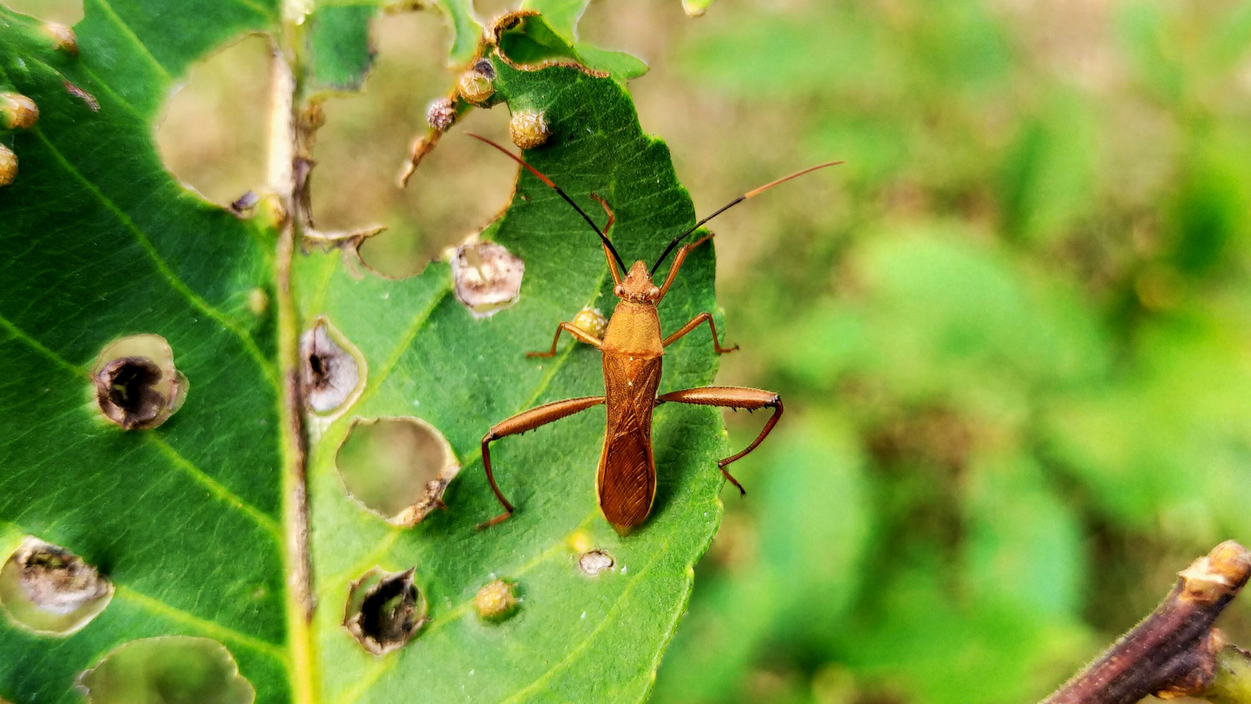 Beetle on leaf