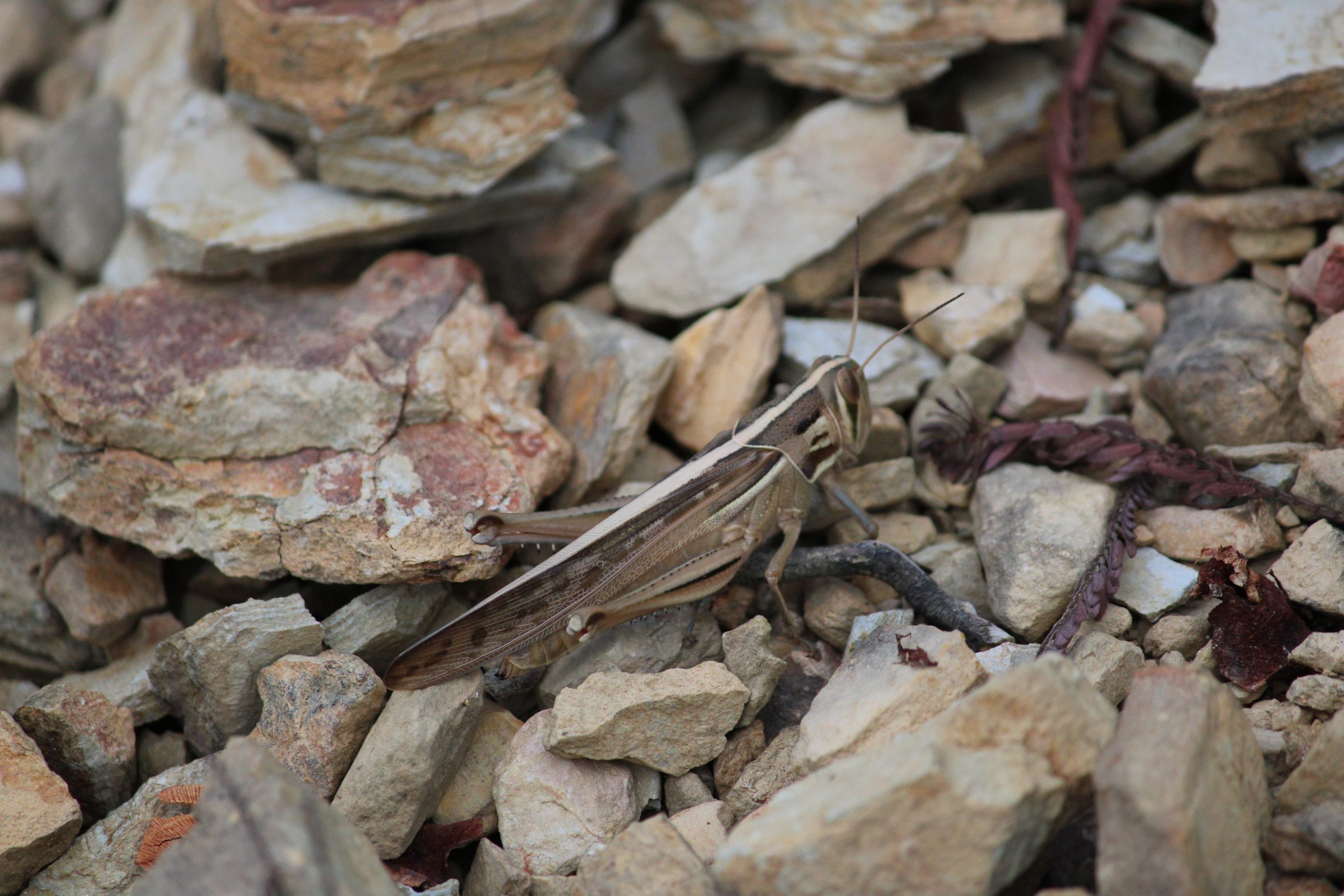 Brown grasshopper on stones