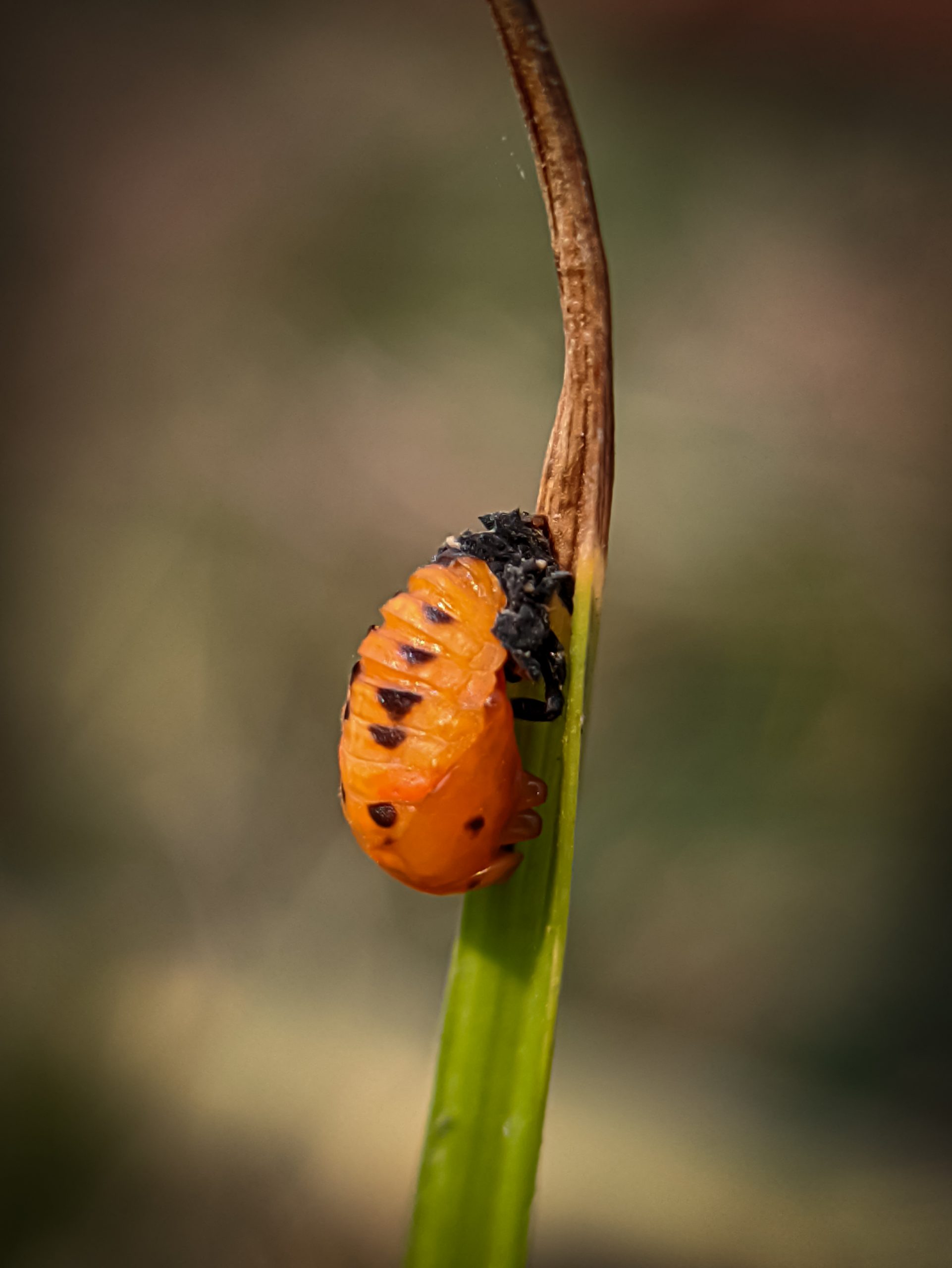 Bug on leaf