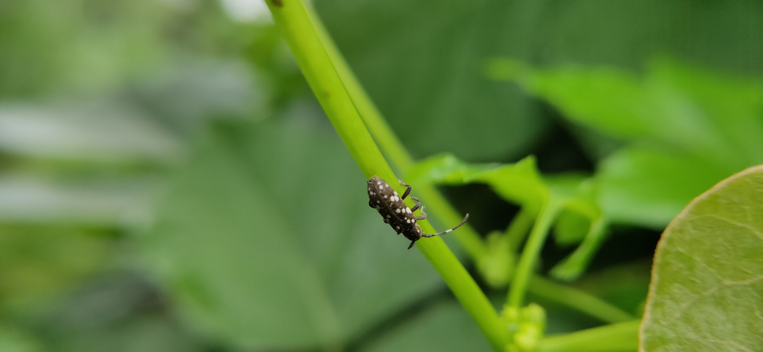 bug on a branch