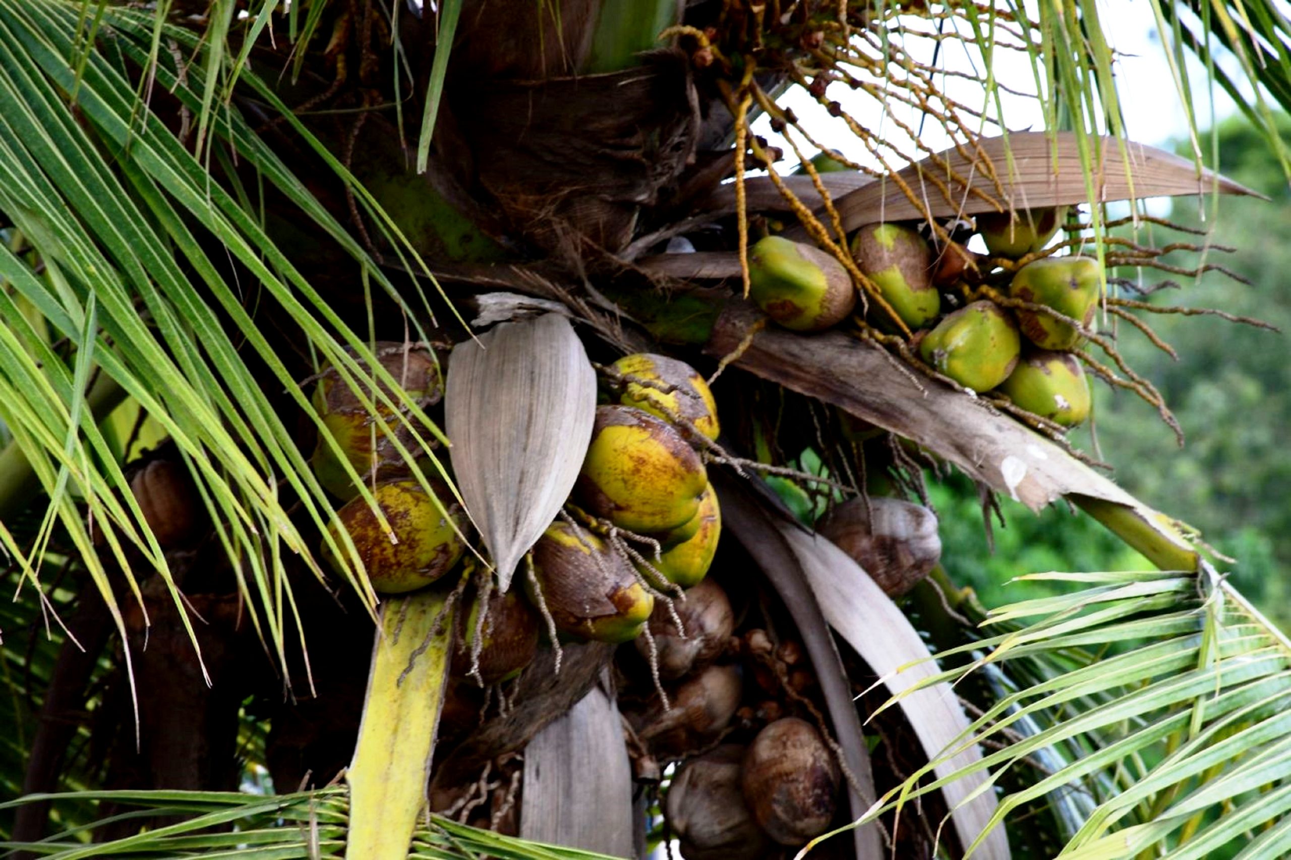 coconuts on a tree