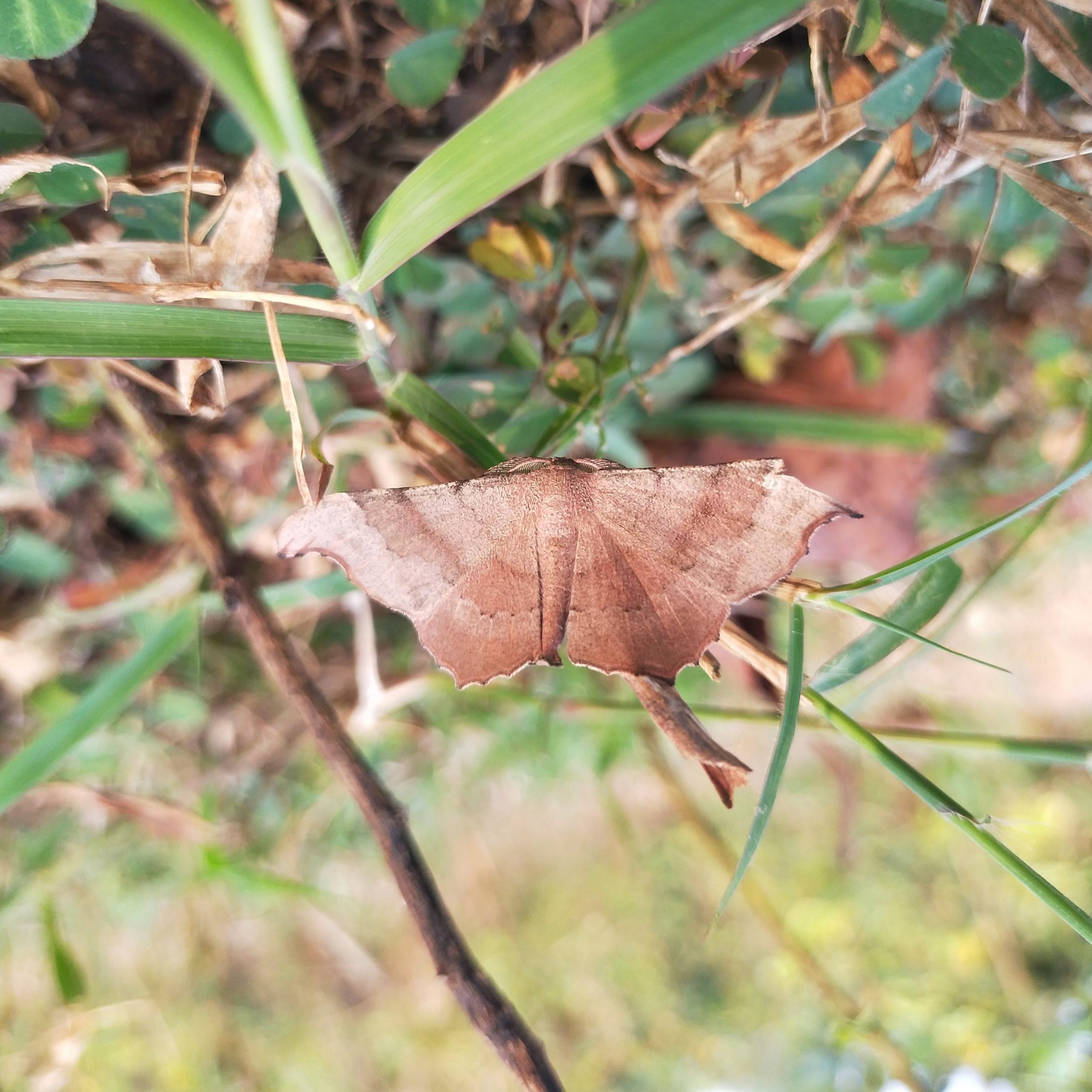 butterfly on a stem