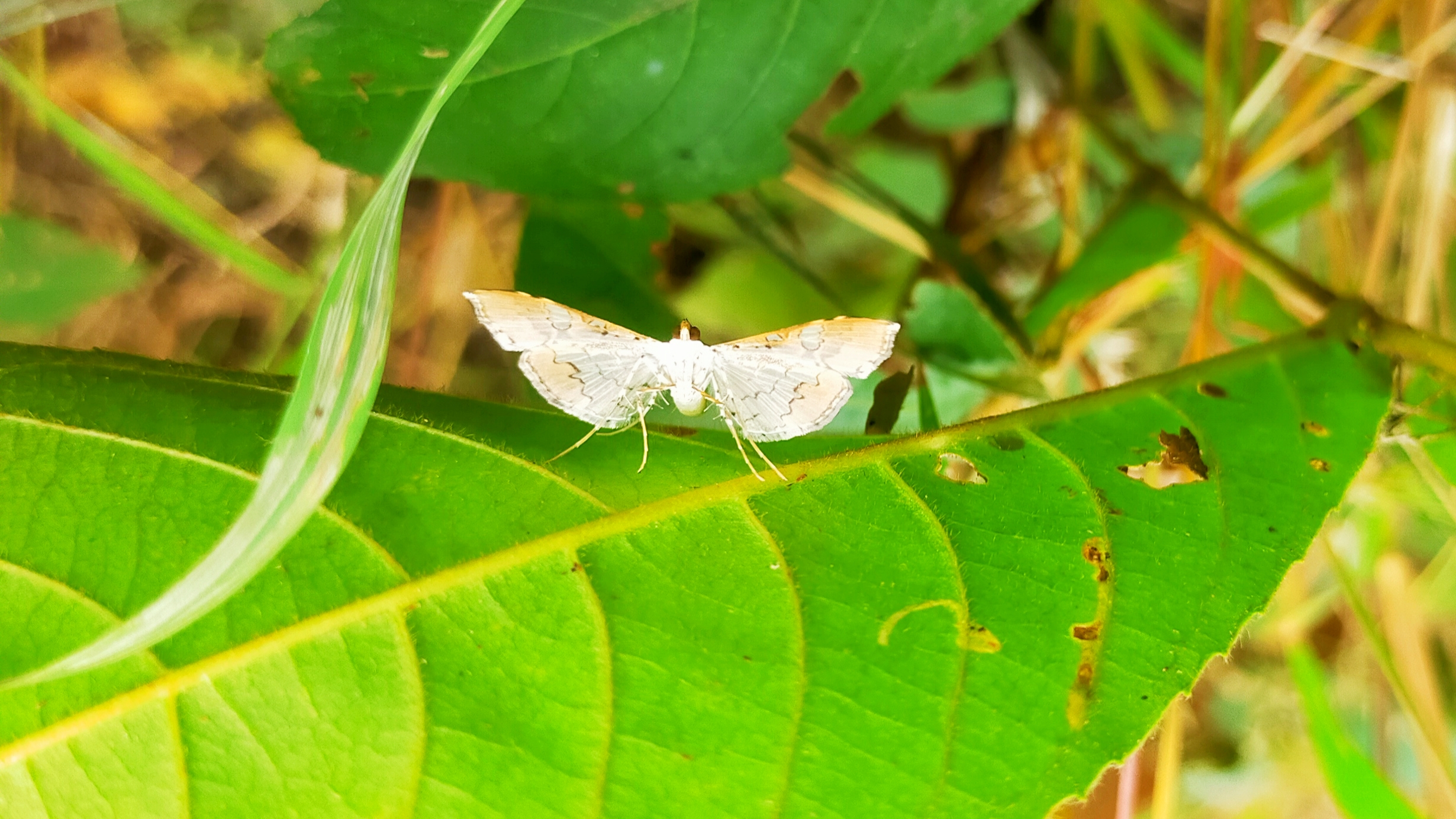 butterfly on leaf