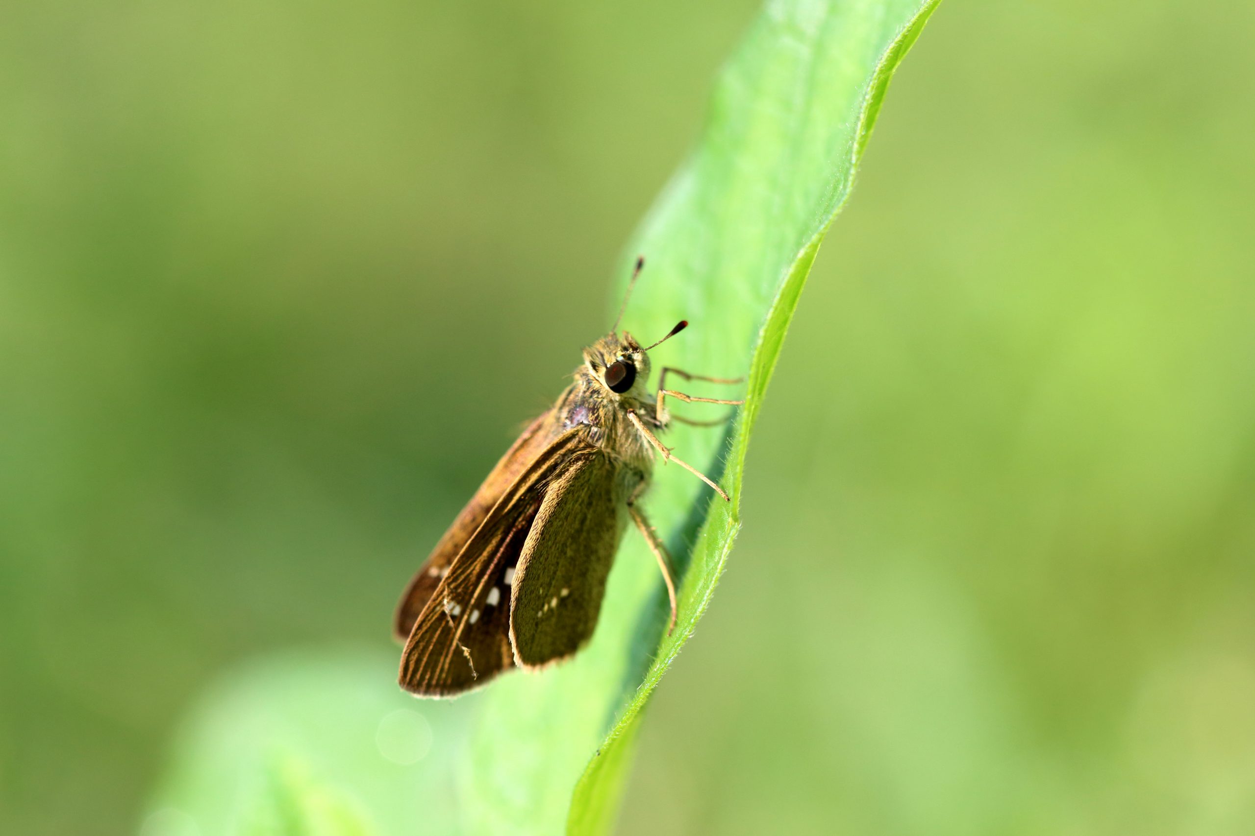 Moth on leaf