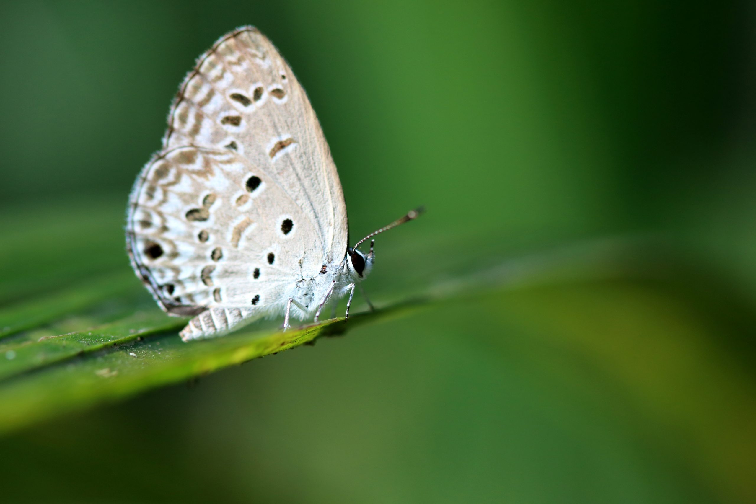 butterfly on leaf