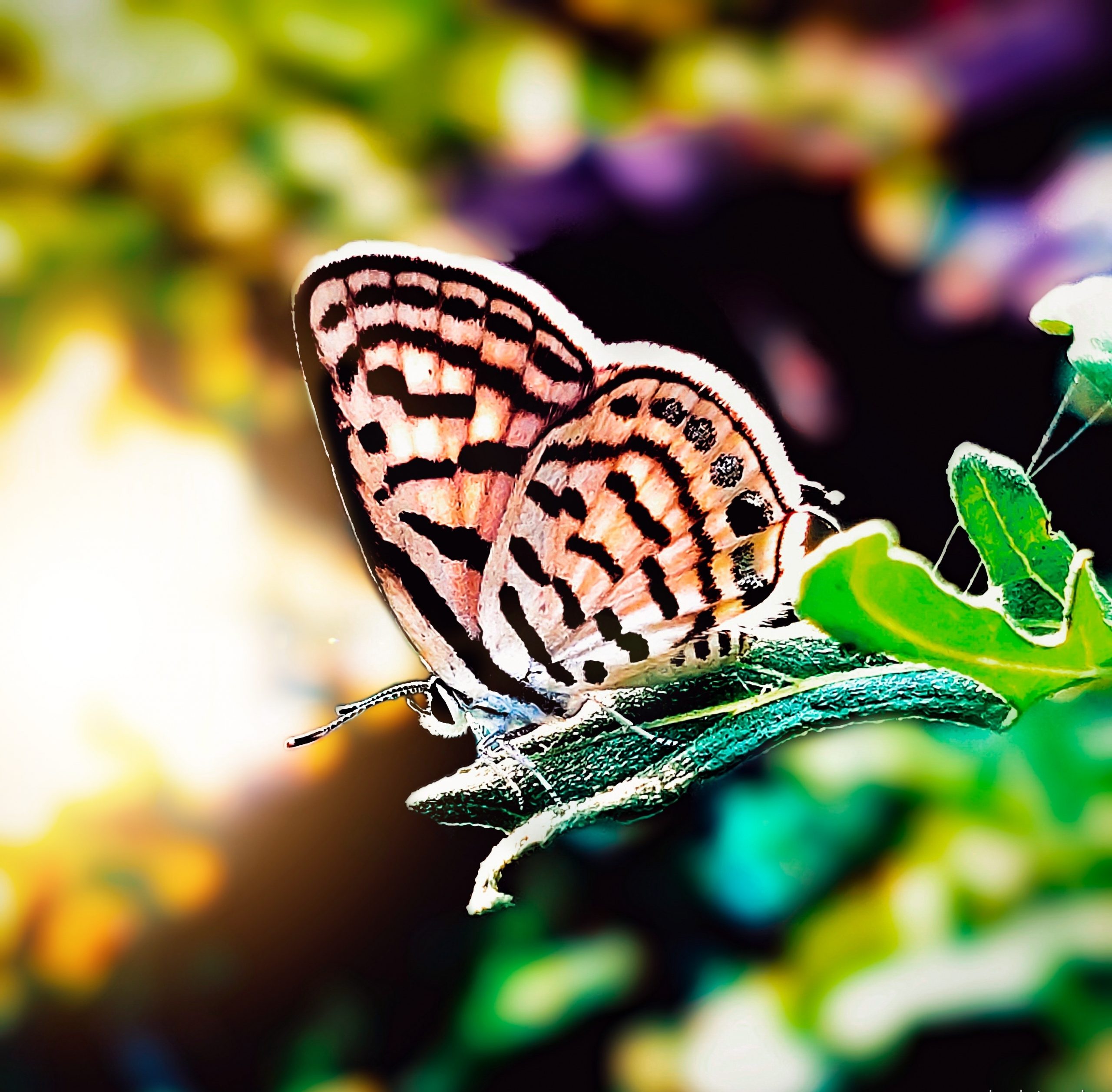 Butterfly on leaf