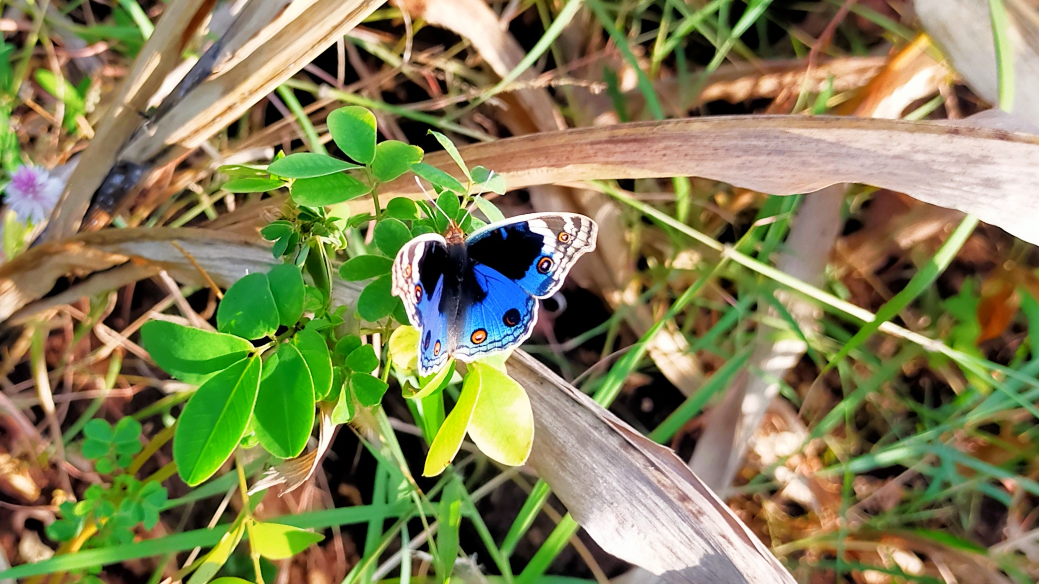 butterfly on a flower