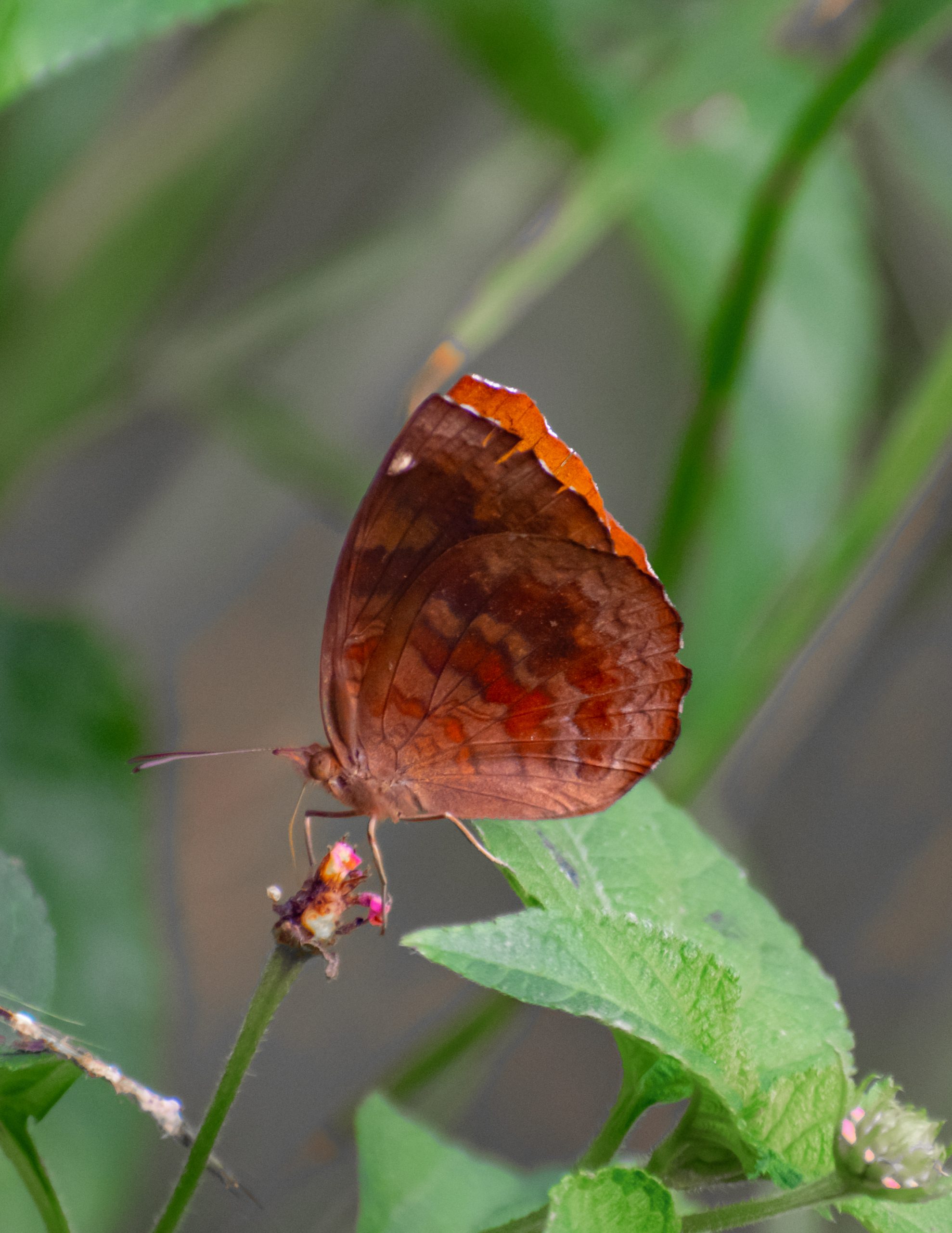 butterfly on flower