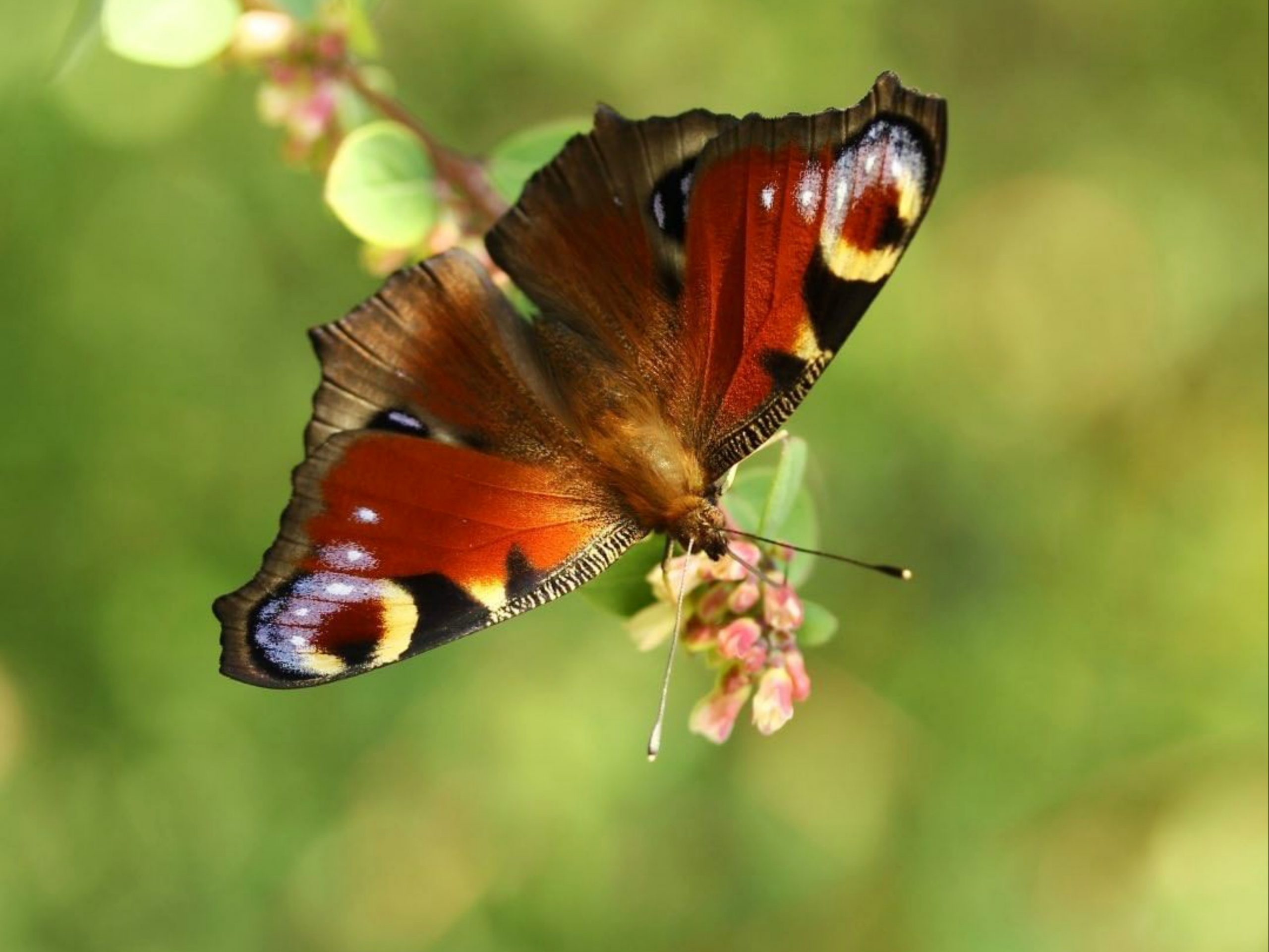 Butterfly on flower