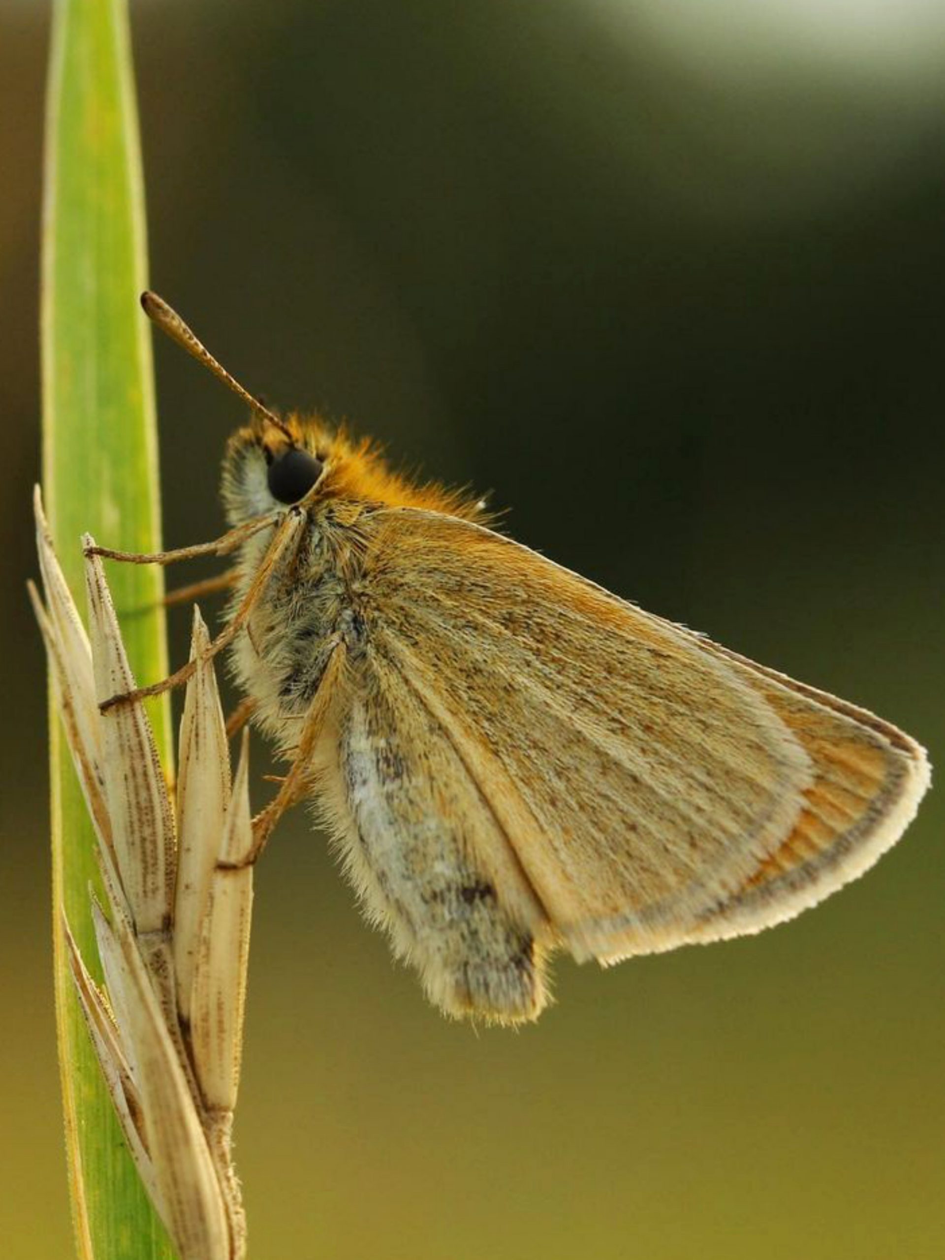 Butterfly Close Up