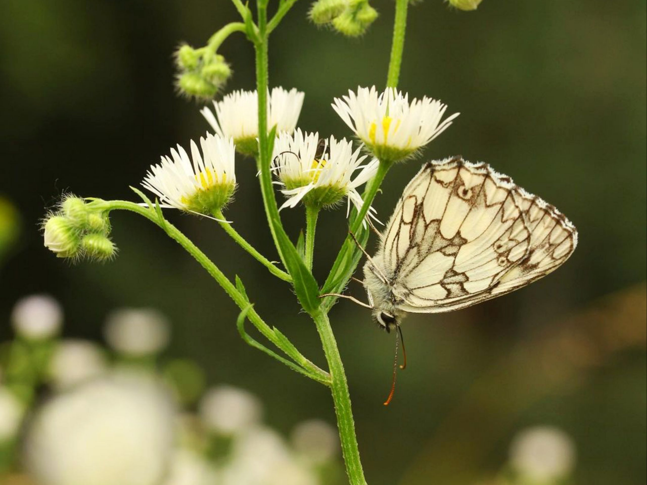 butterfly on a flower