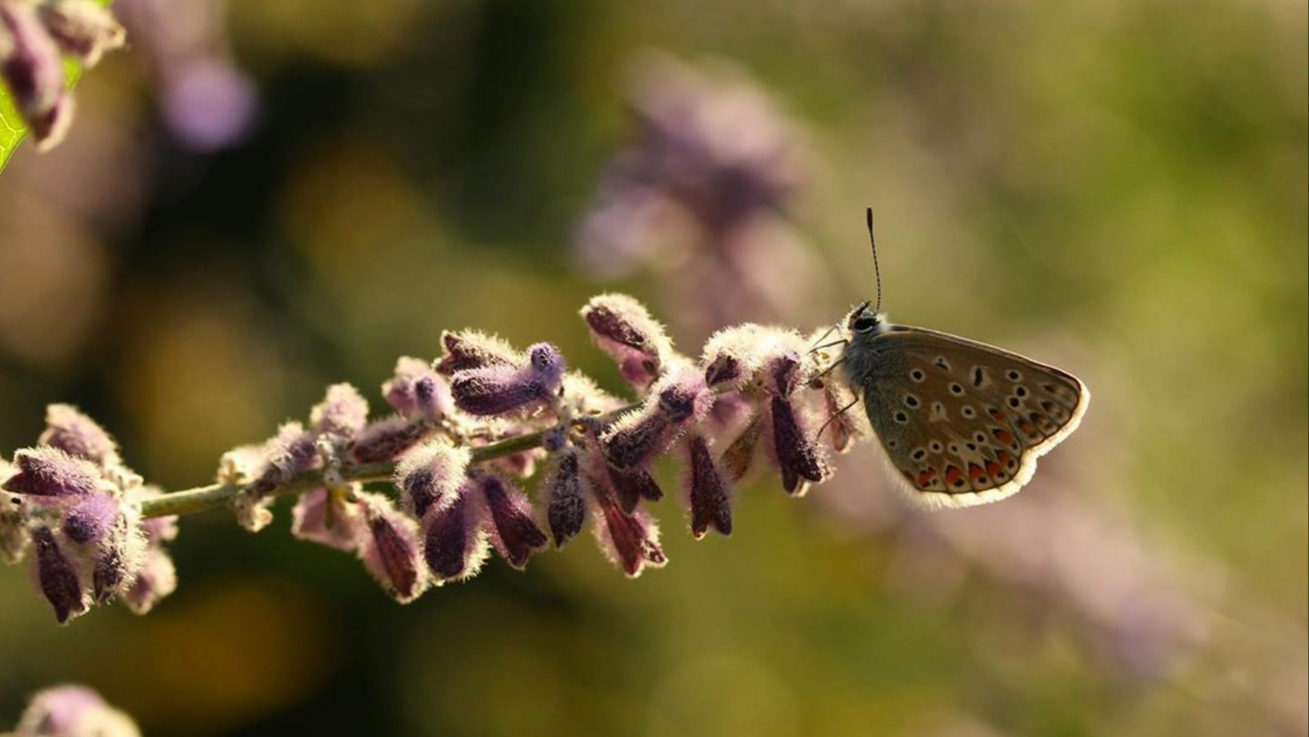 butterfly on a flower