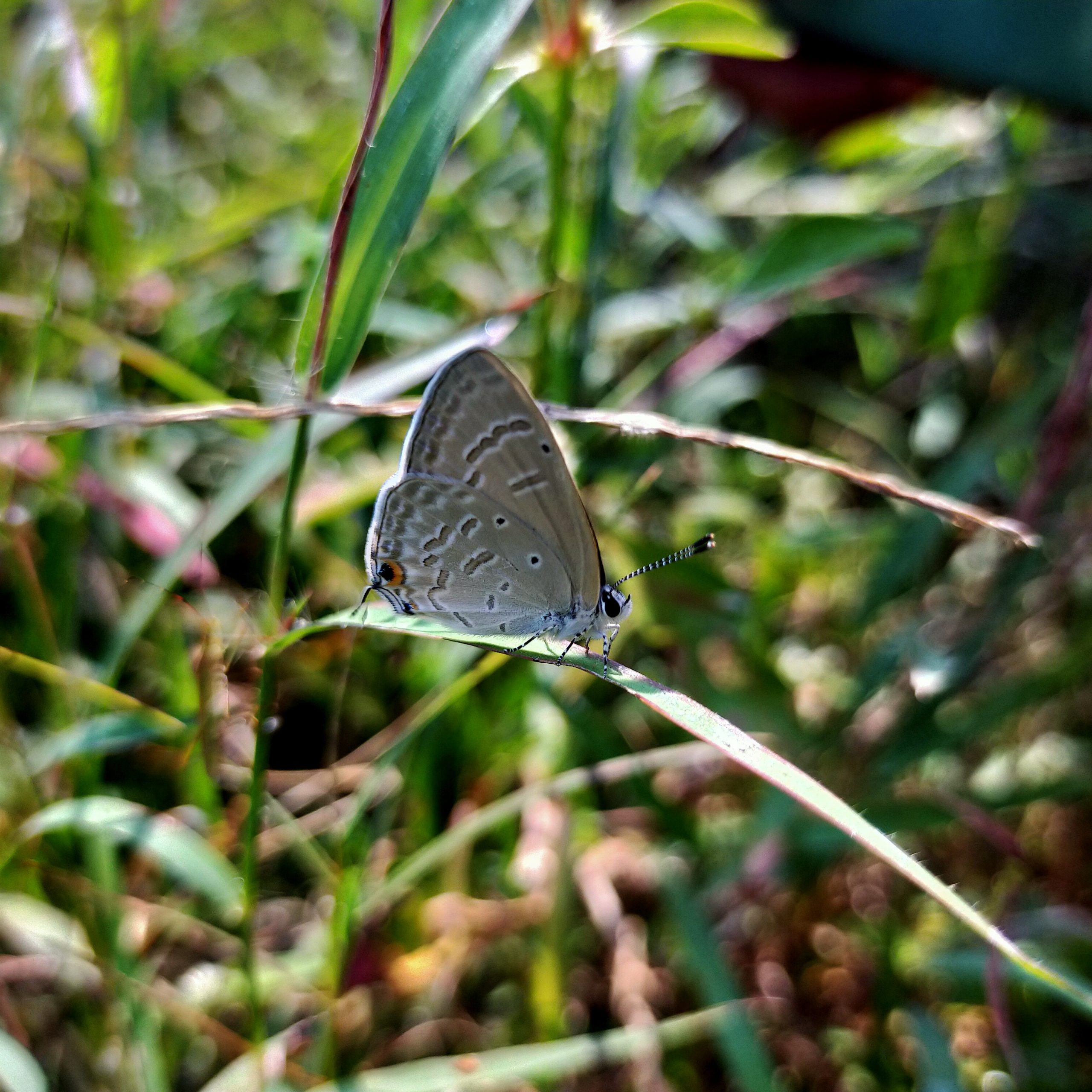 Butterfly on leaf