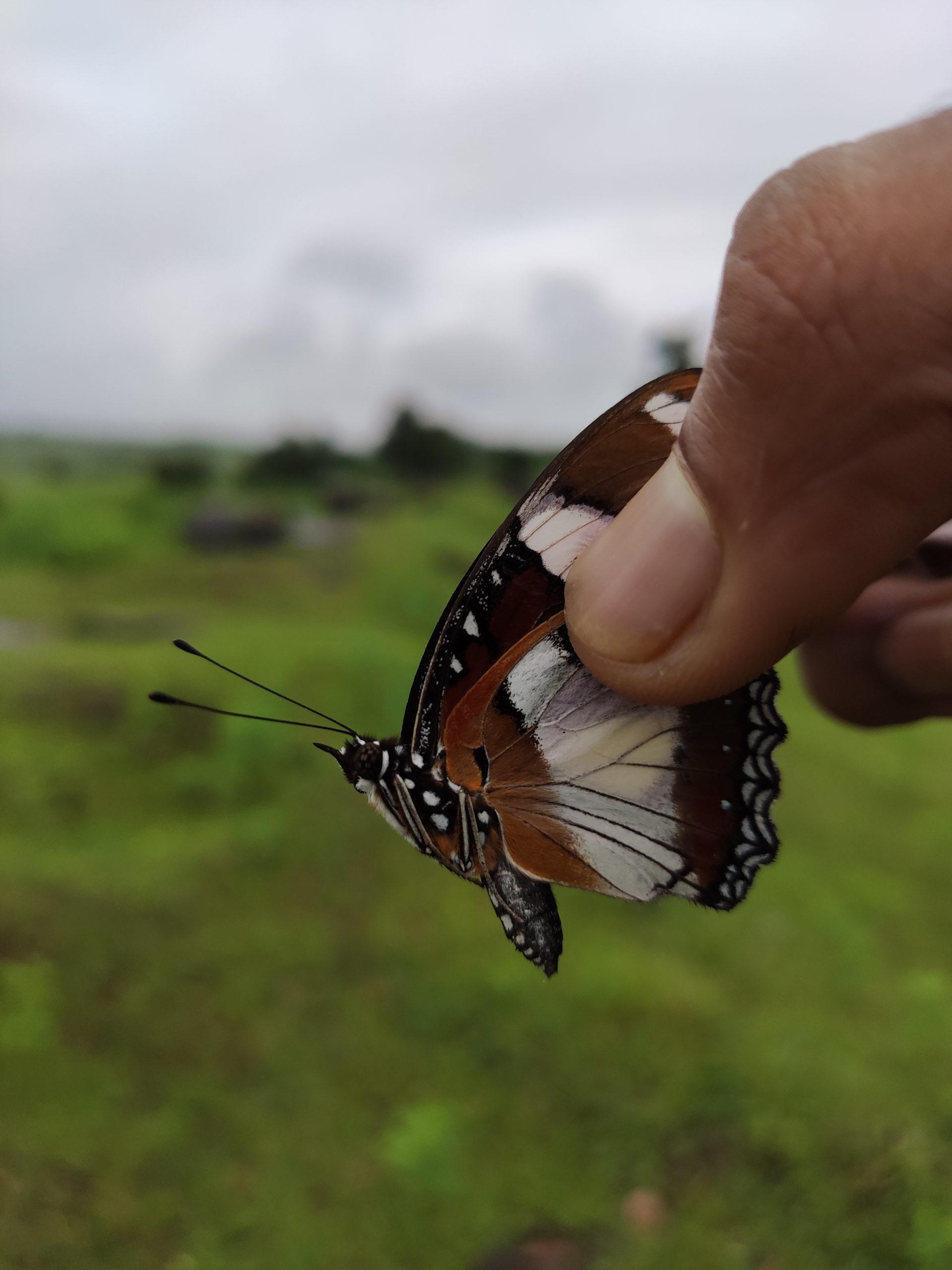 Butterfly in hand