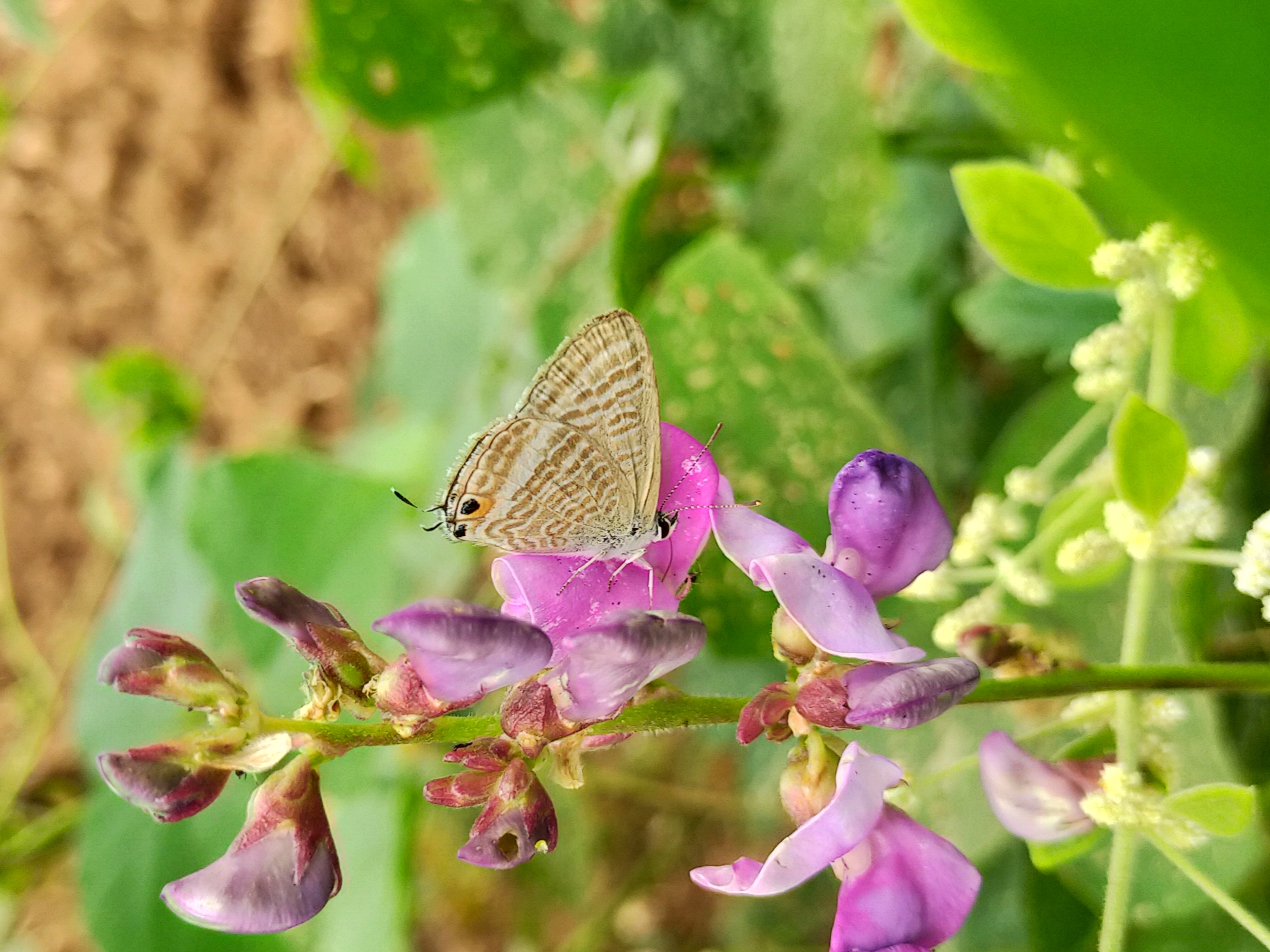 Butterfly on flower