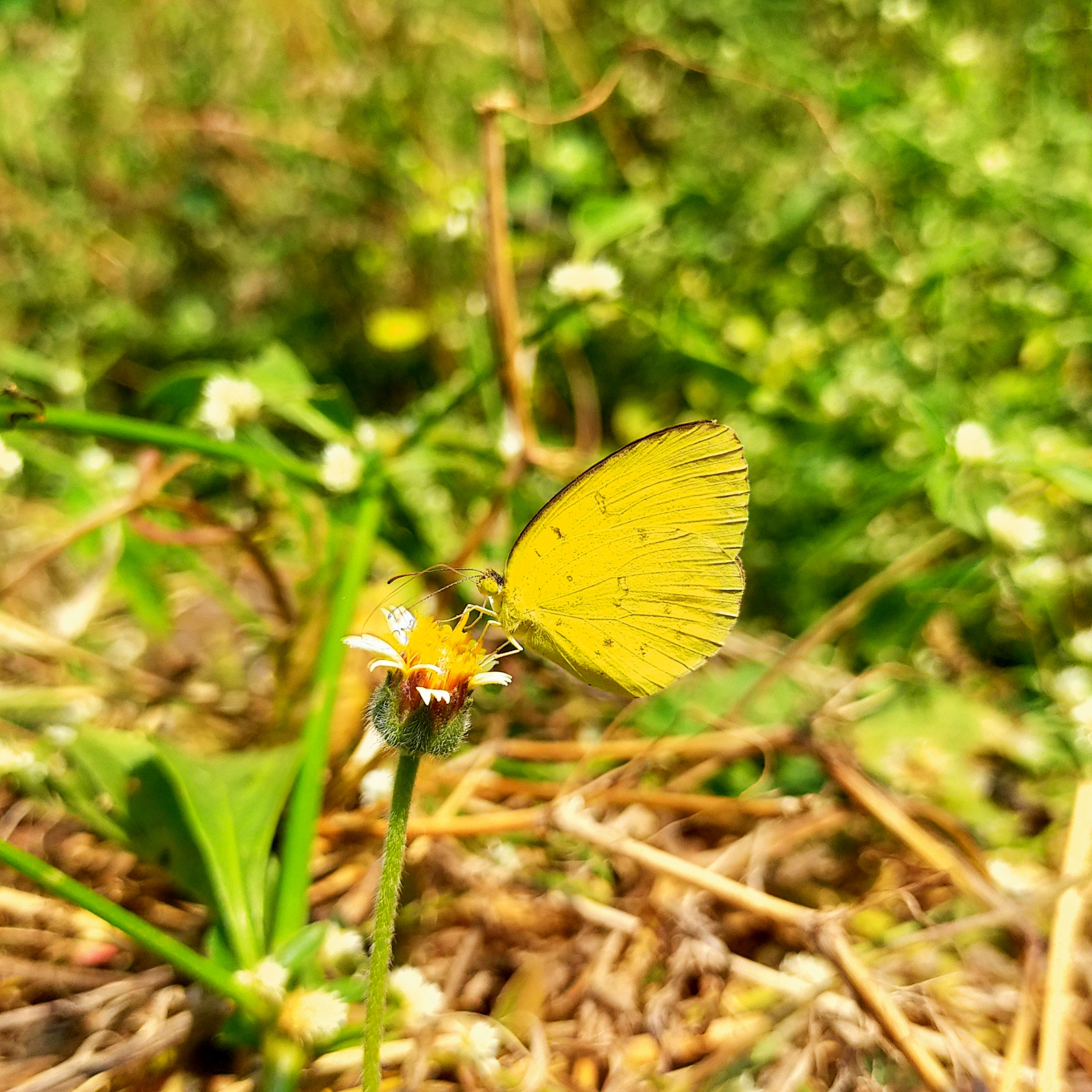 Butterfly on flower