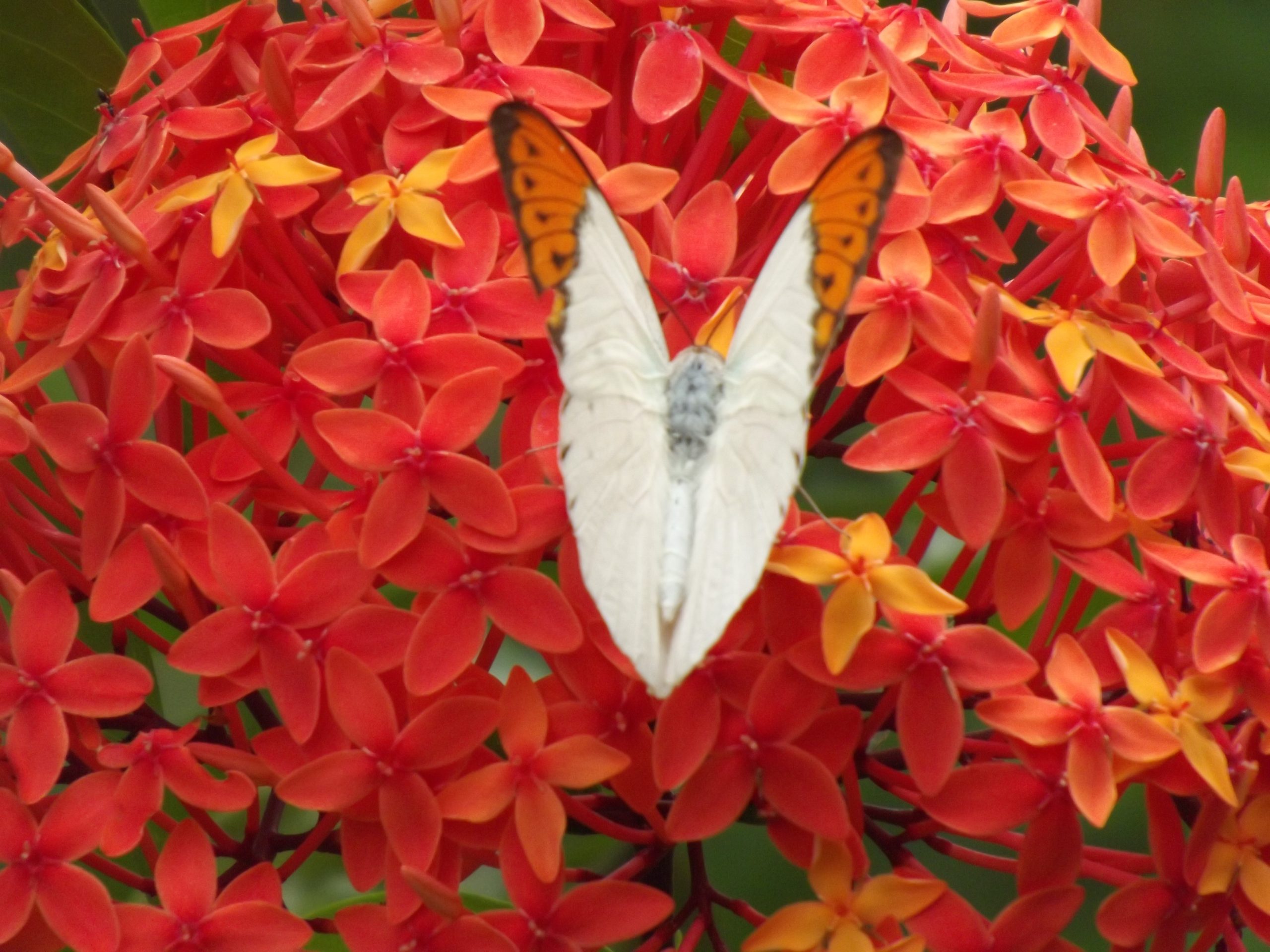 Butterfly on flower