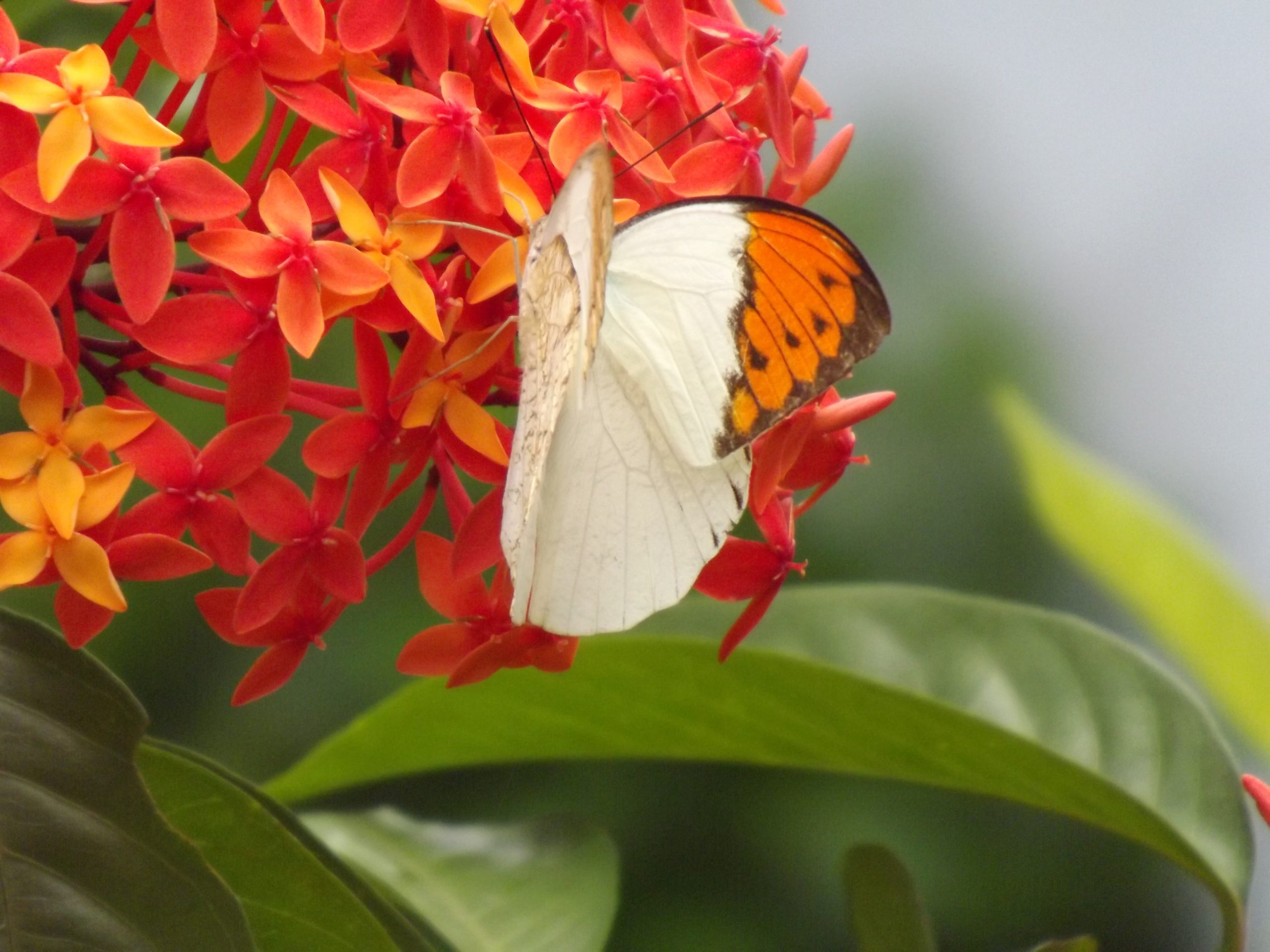 butterfly on a flower