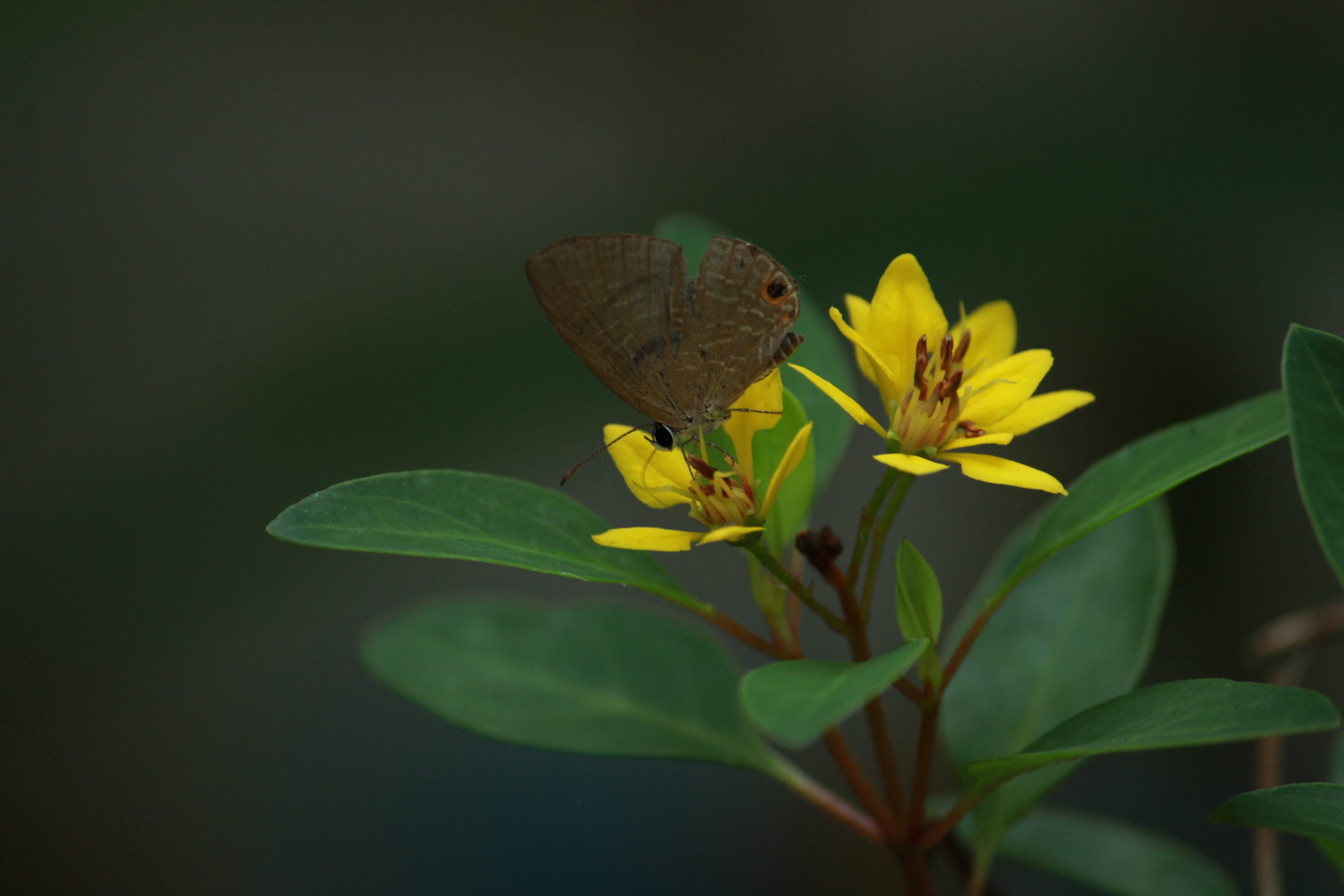 Butterfly on flower