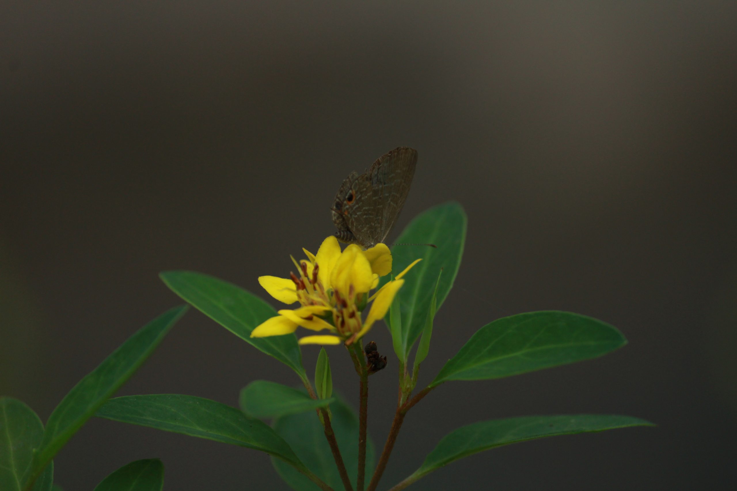 butterfly on flower