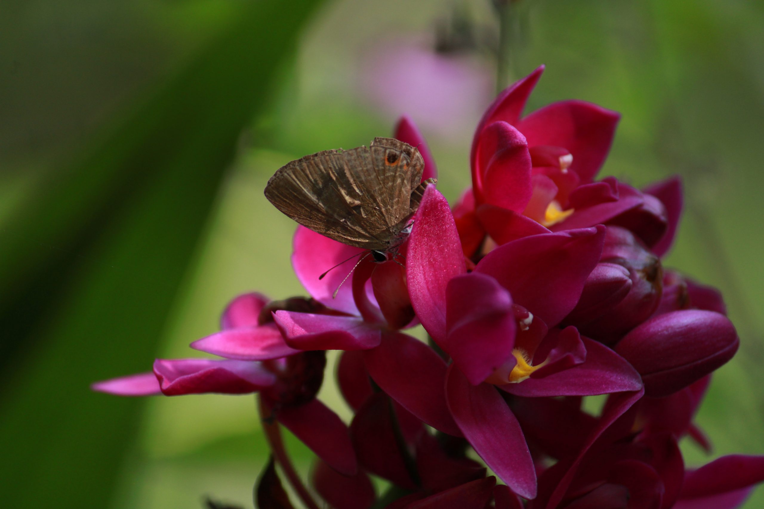 butterfly on flower