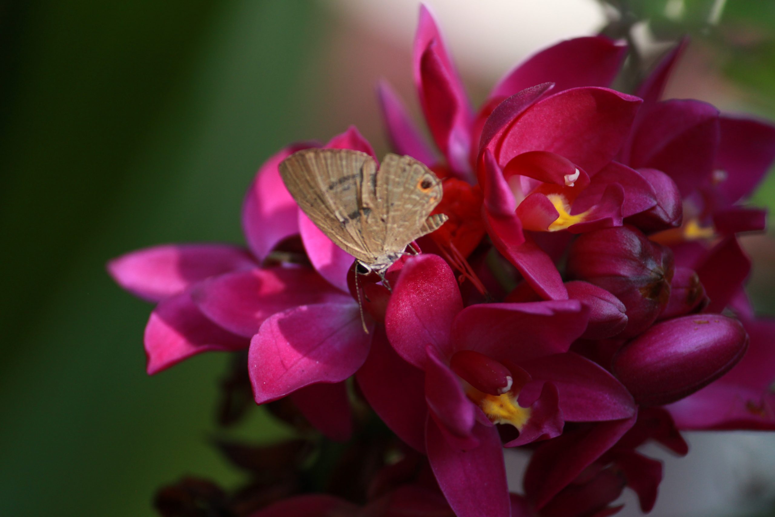 butterfly on flower