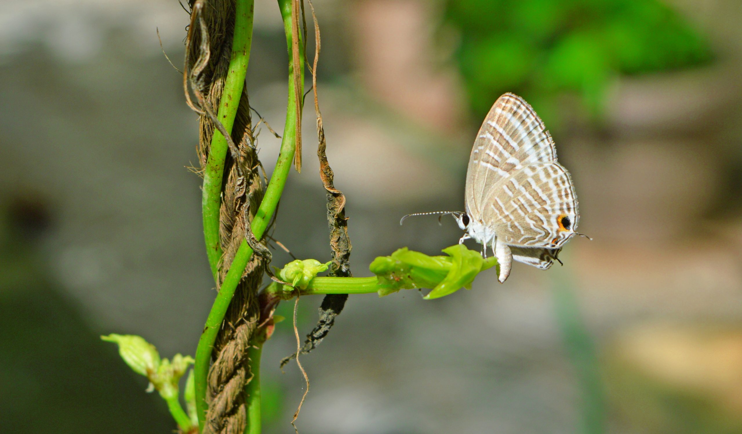 Butterfly on a tentacle