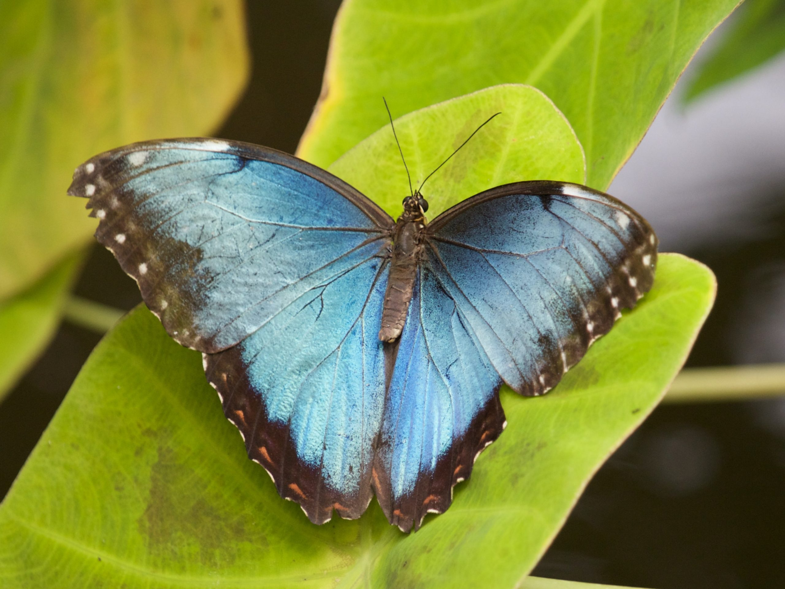 Butterfly on leaf