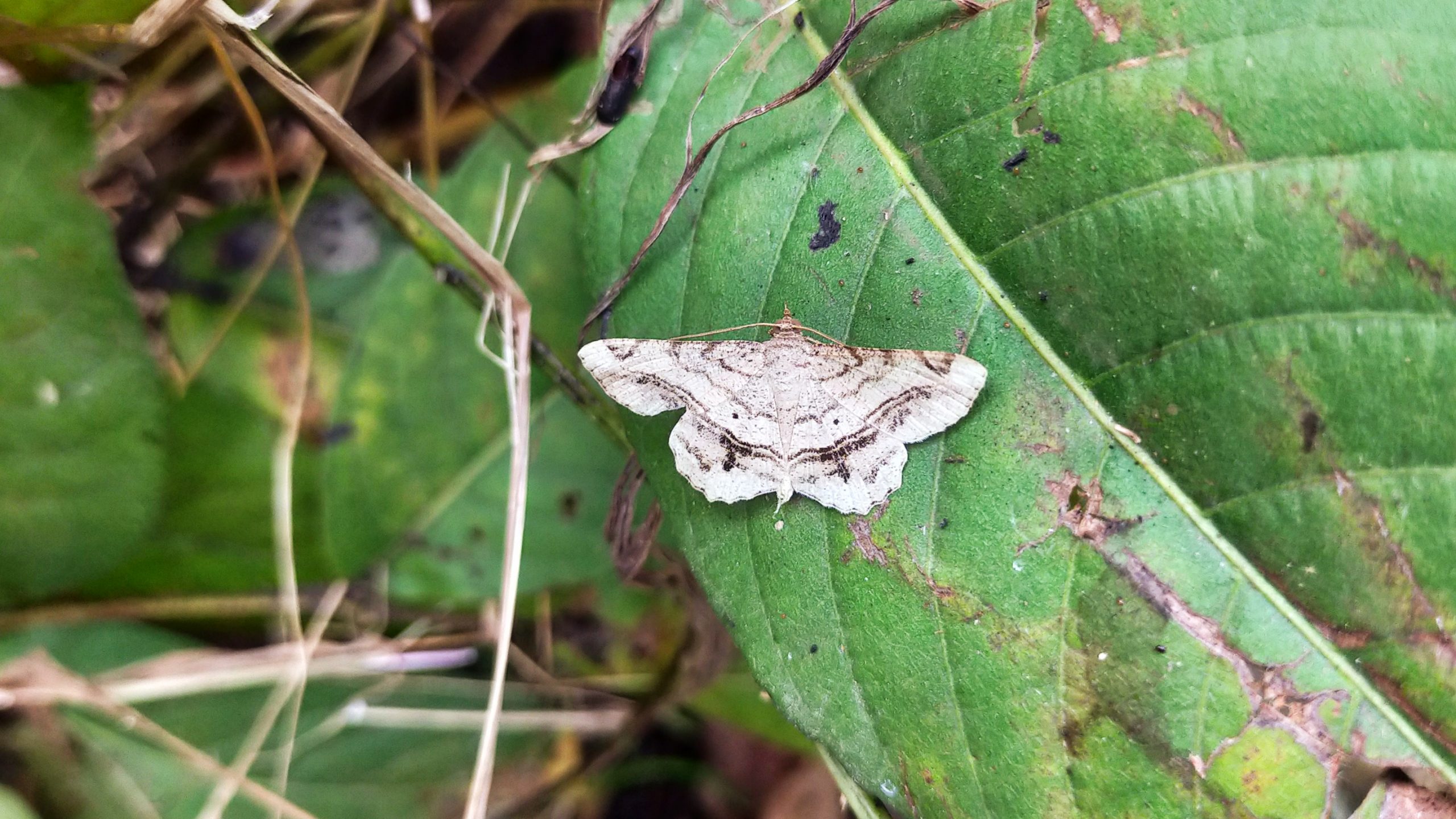 butterfly on a leaf