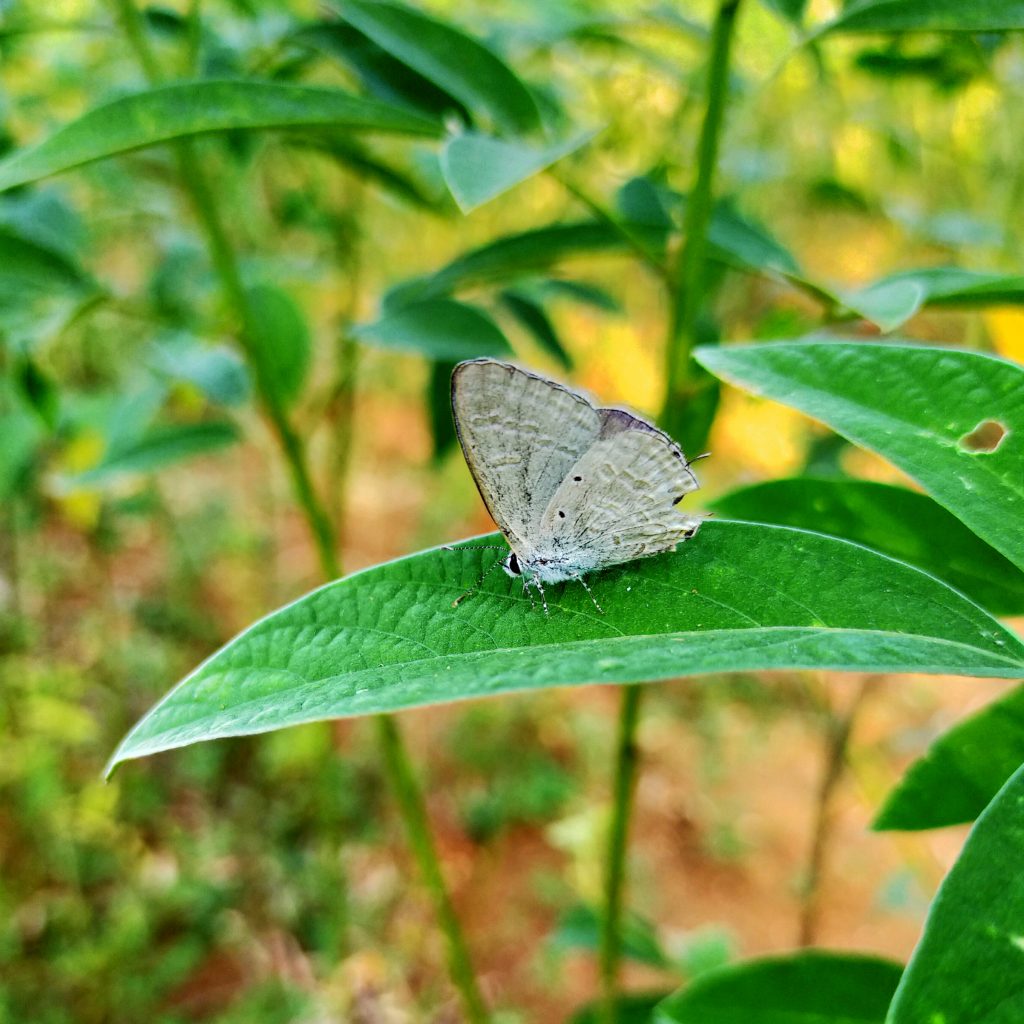 butterfly-sit-on-leaf-pixahive