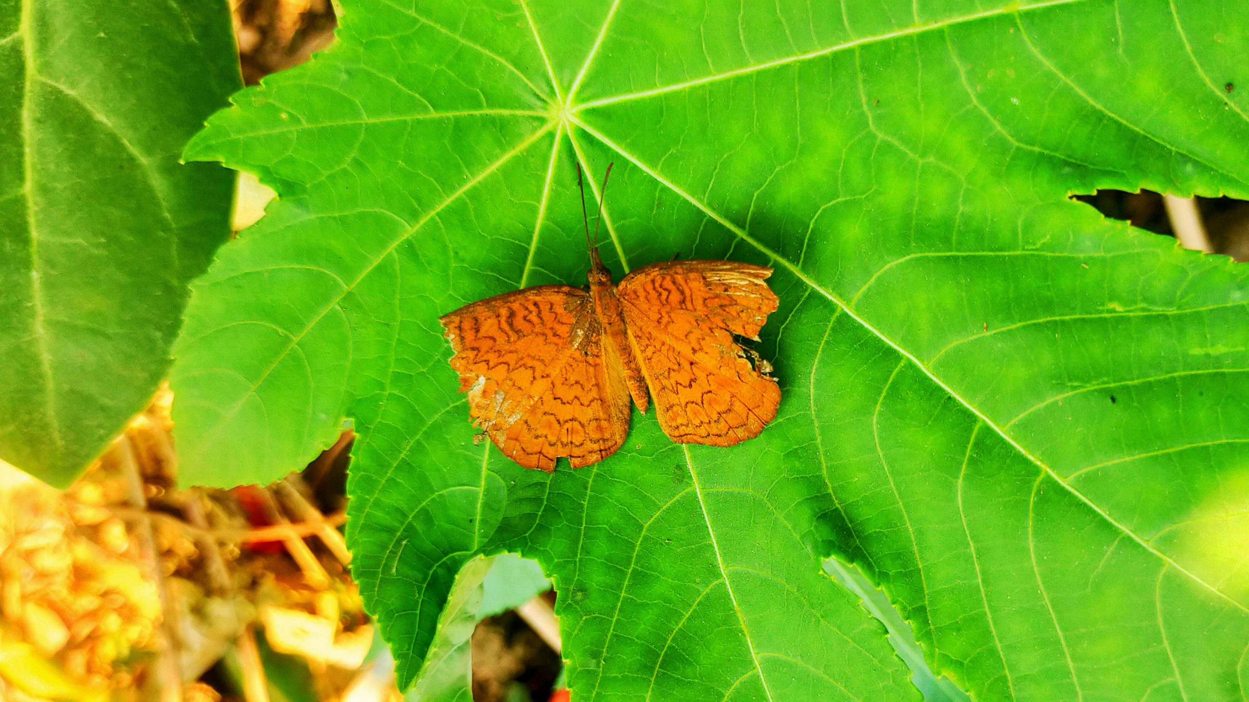 butterfly on a leaf