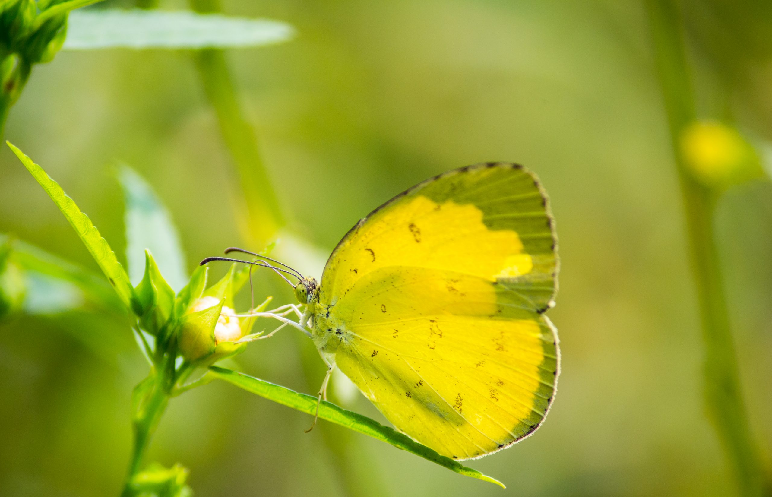 Butterfly sucking nectar from flower