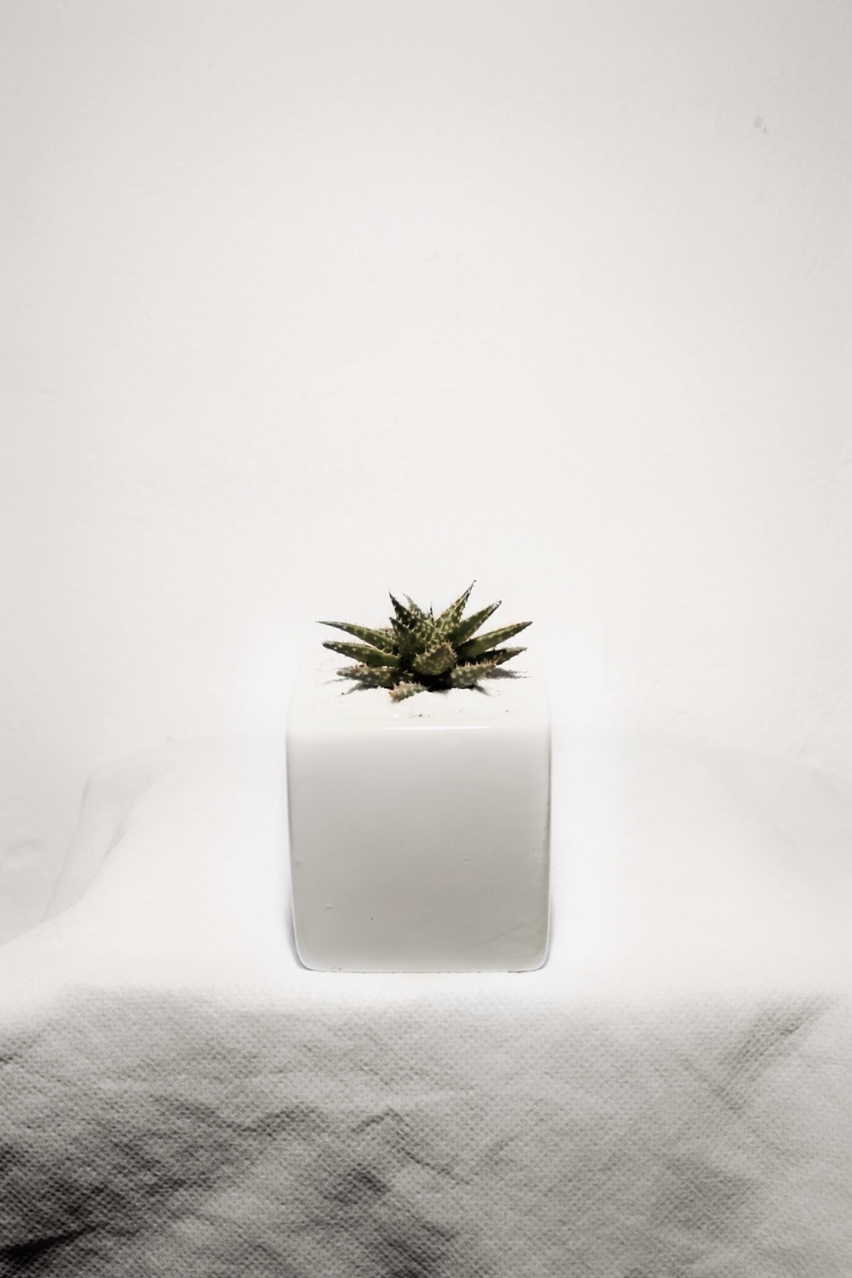 Cactus plant in a ceramic pot