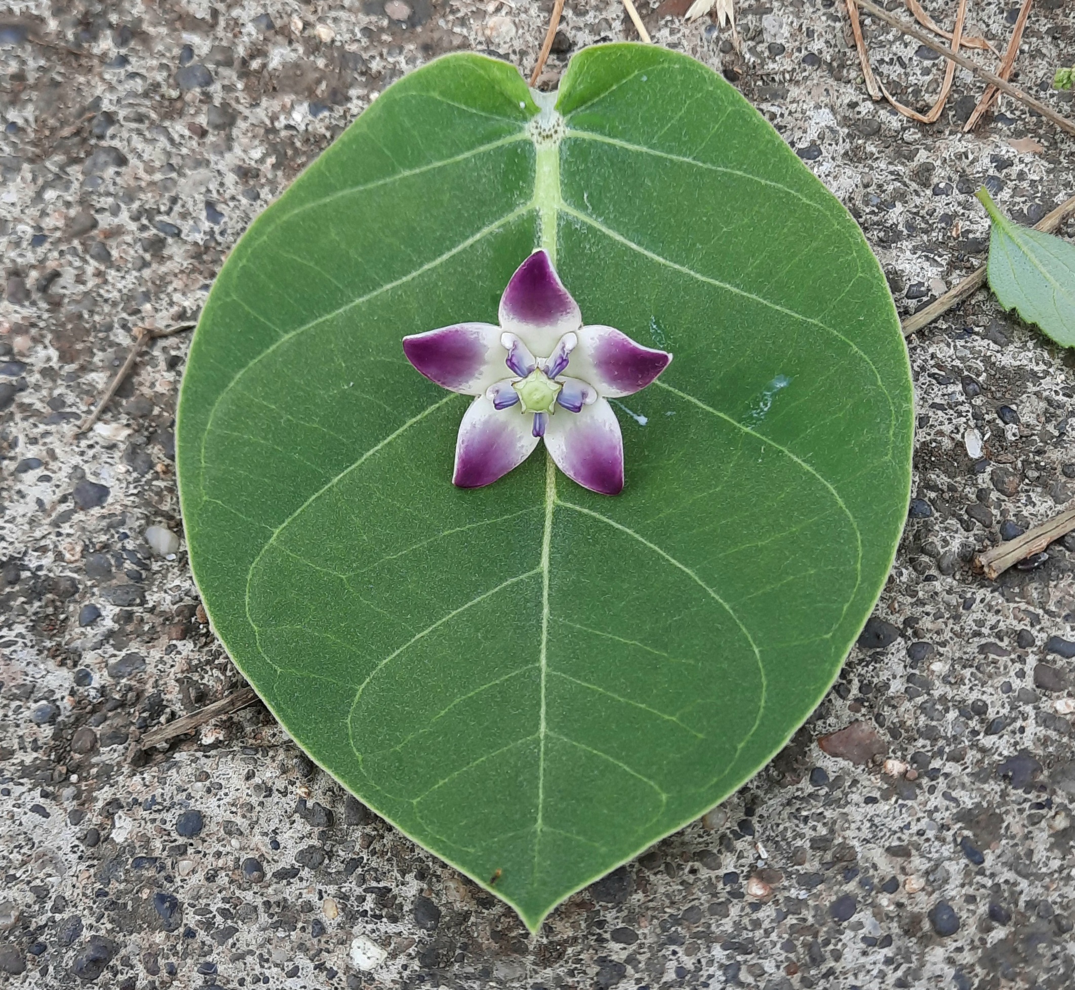 Flower on leaf