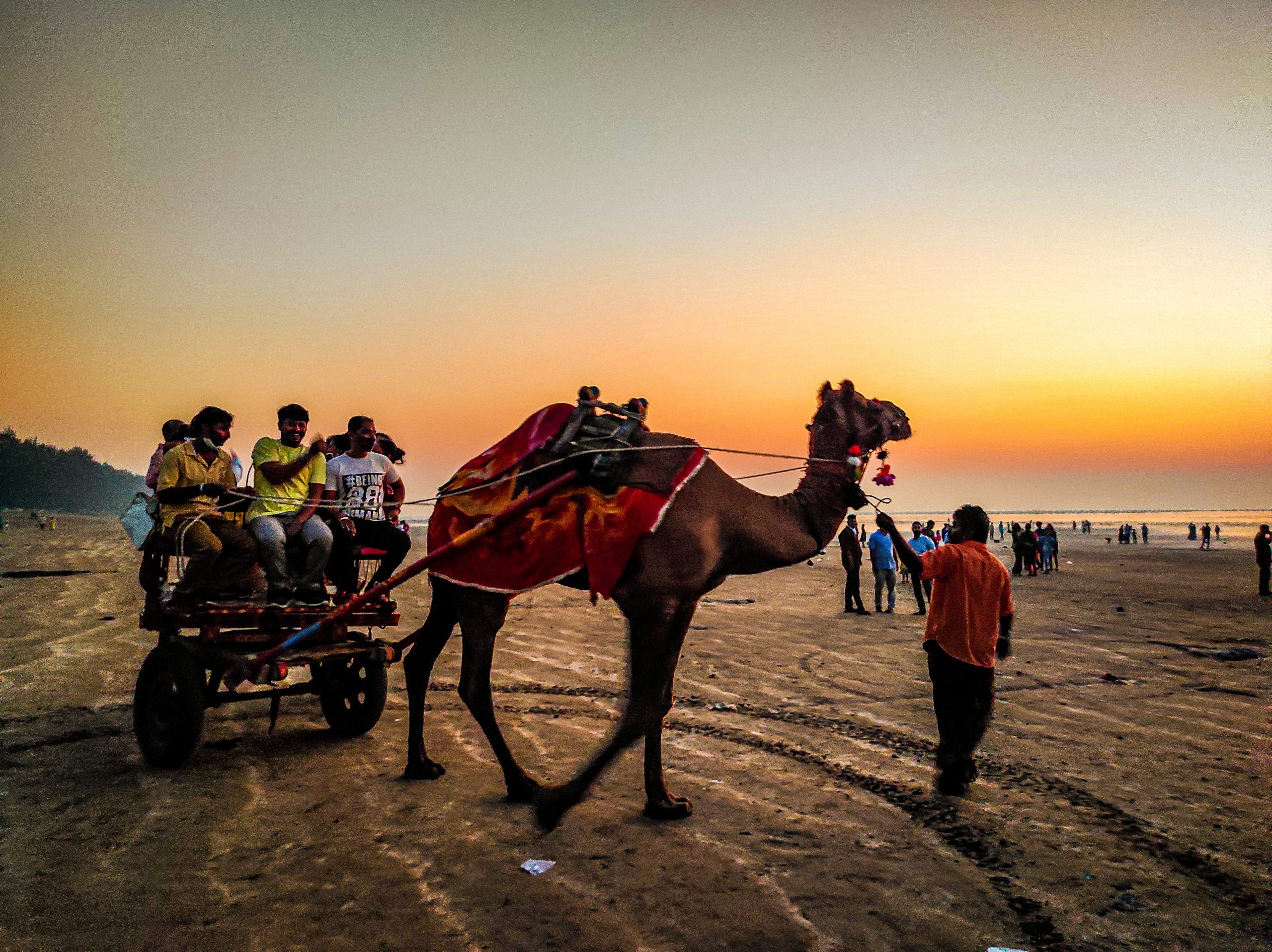 Camel cart ride on a beach