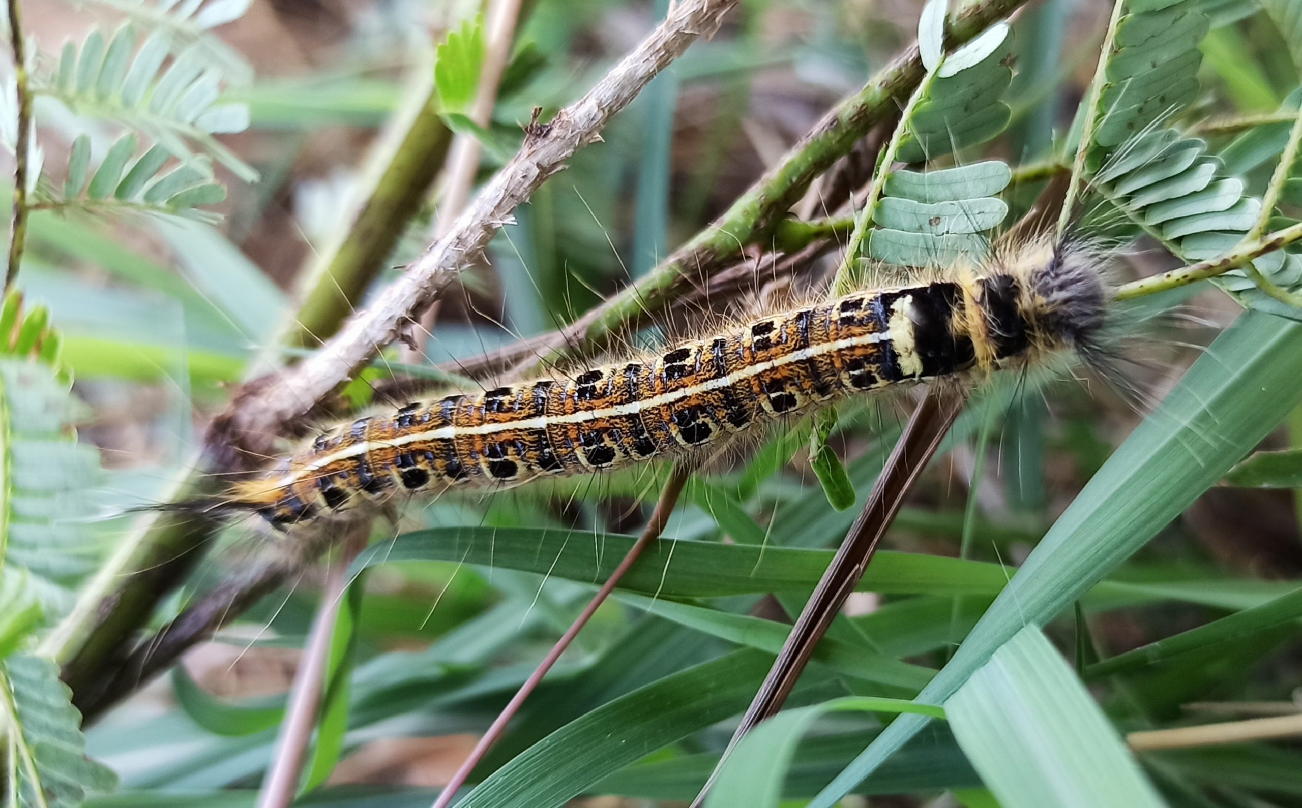 caterpillar on a stem