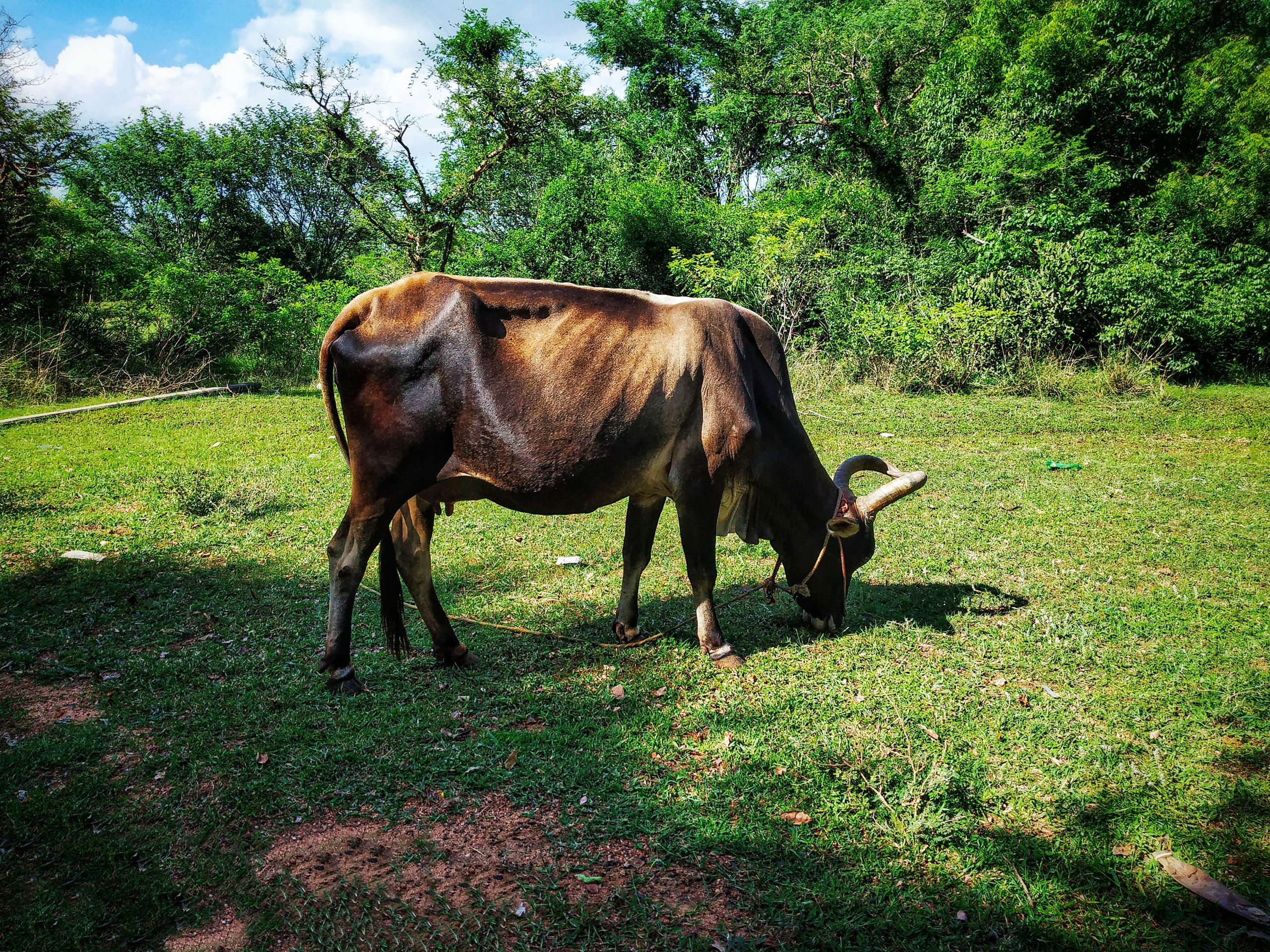 Cow Grazing