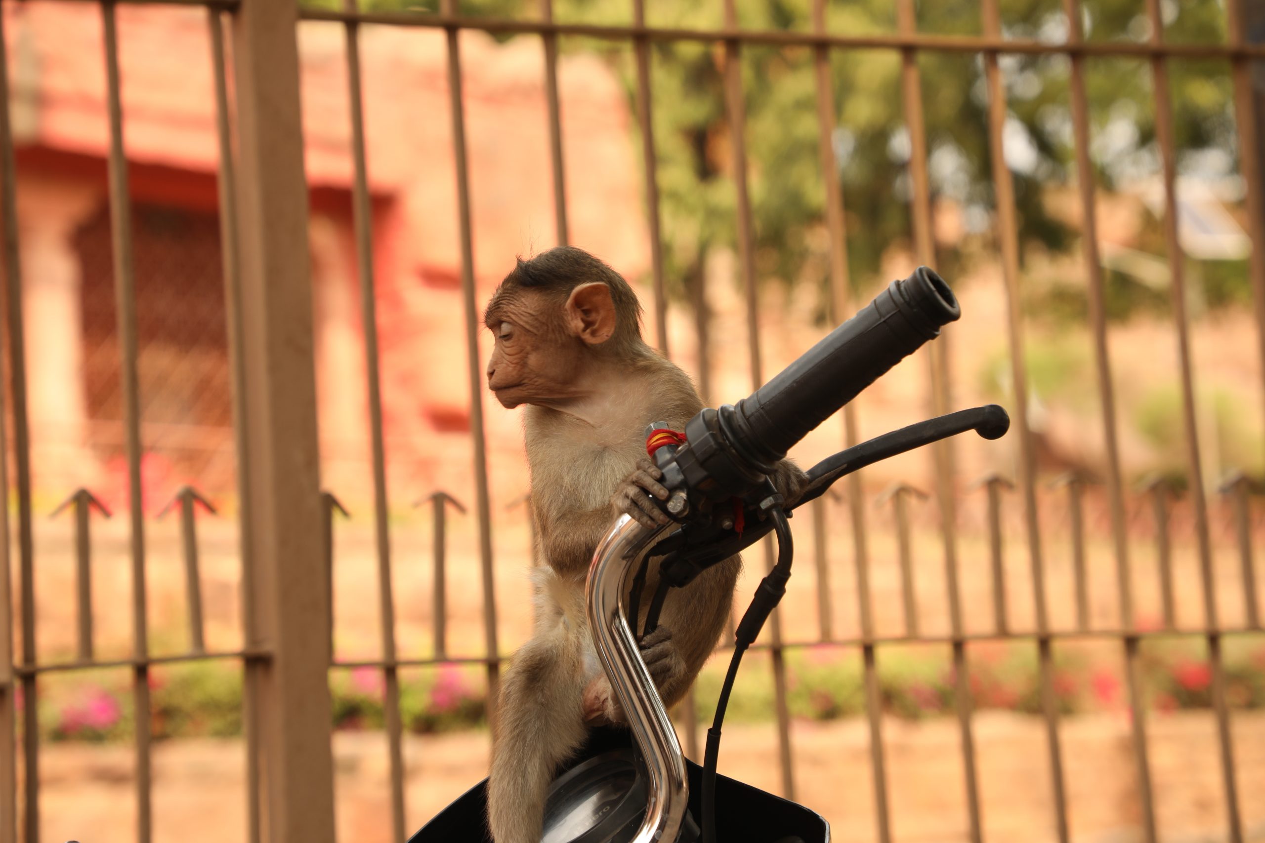 monkey sitting on a bike