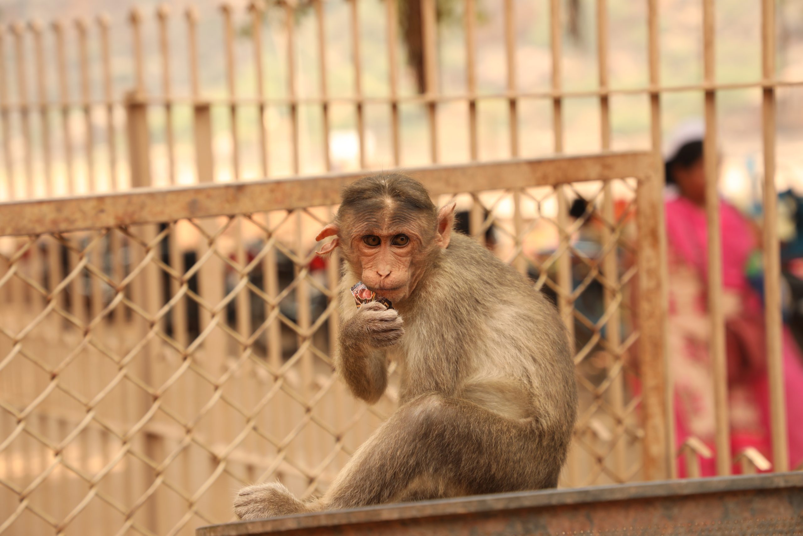 a monkey sitting
