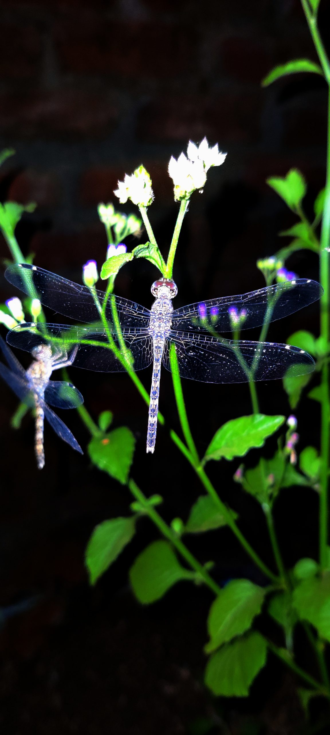 Chalky percher dragon fly on a plant