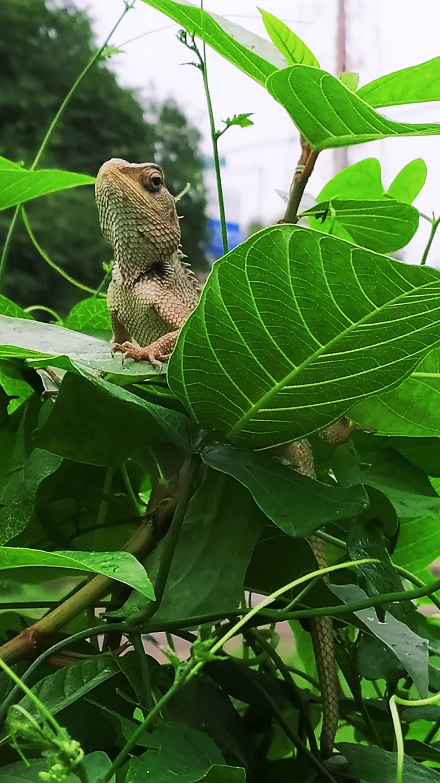 A chameleon on a plant