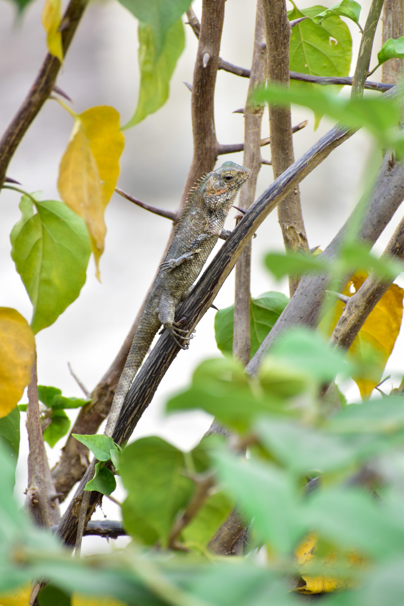 Chameleon on tree