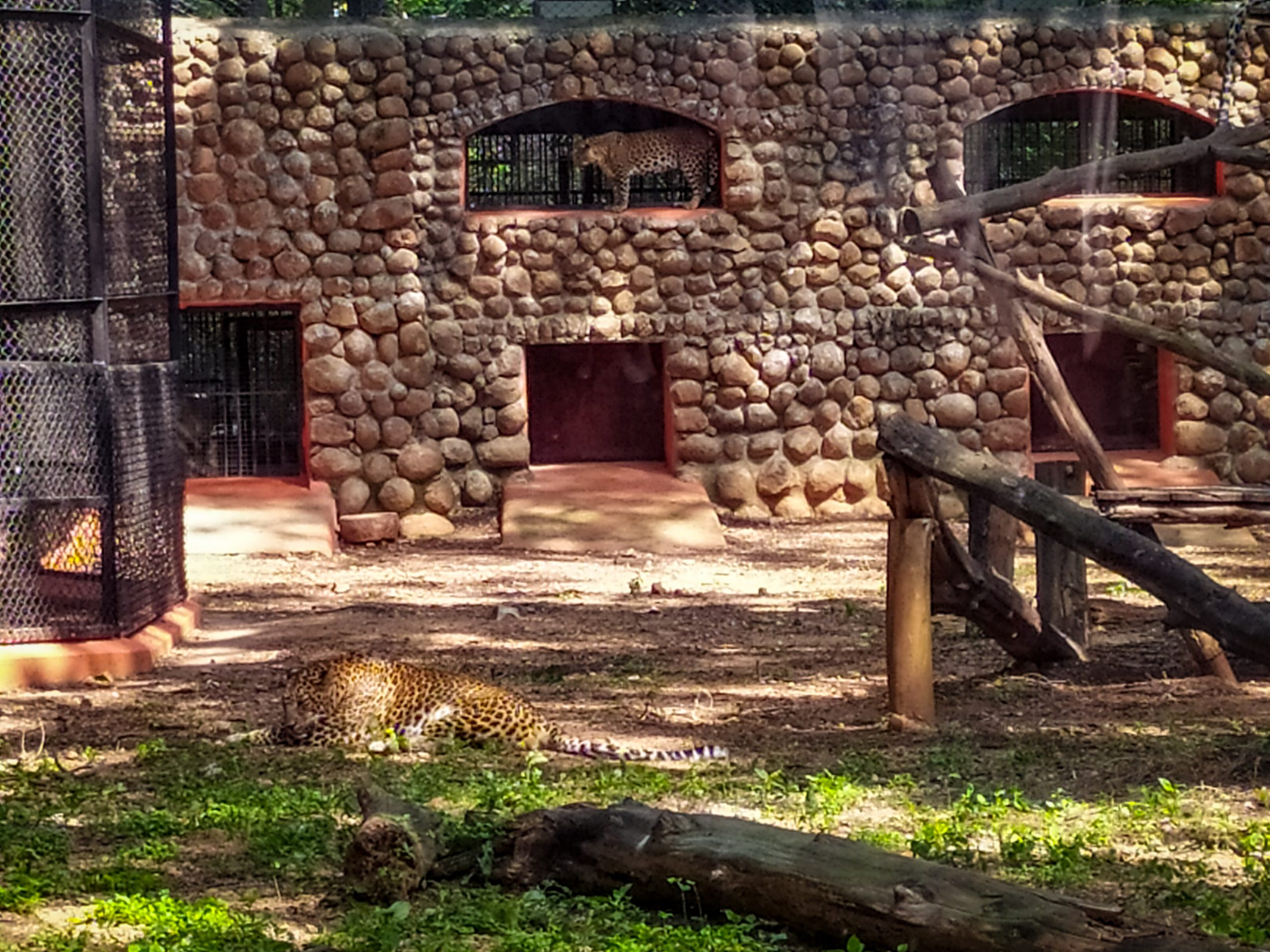 Cheetah in a zoo