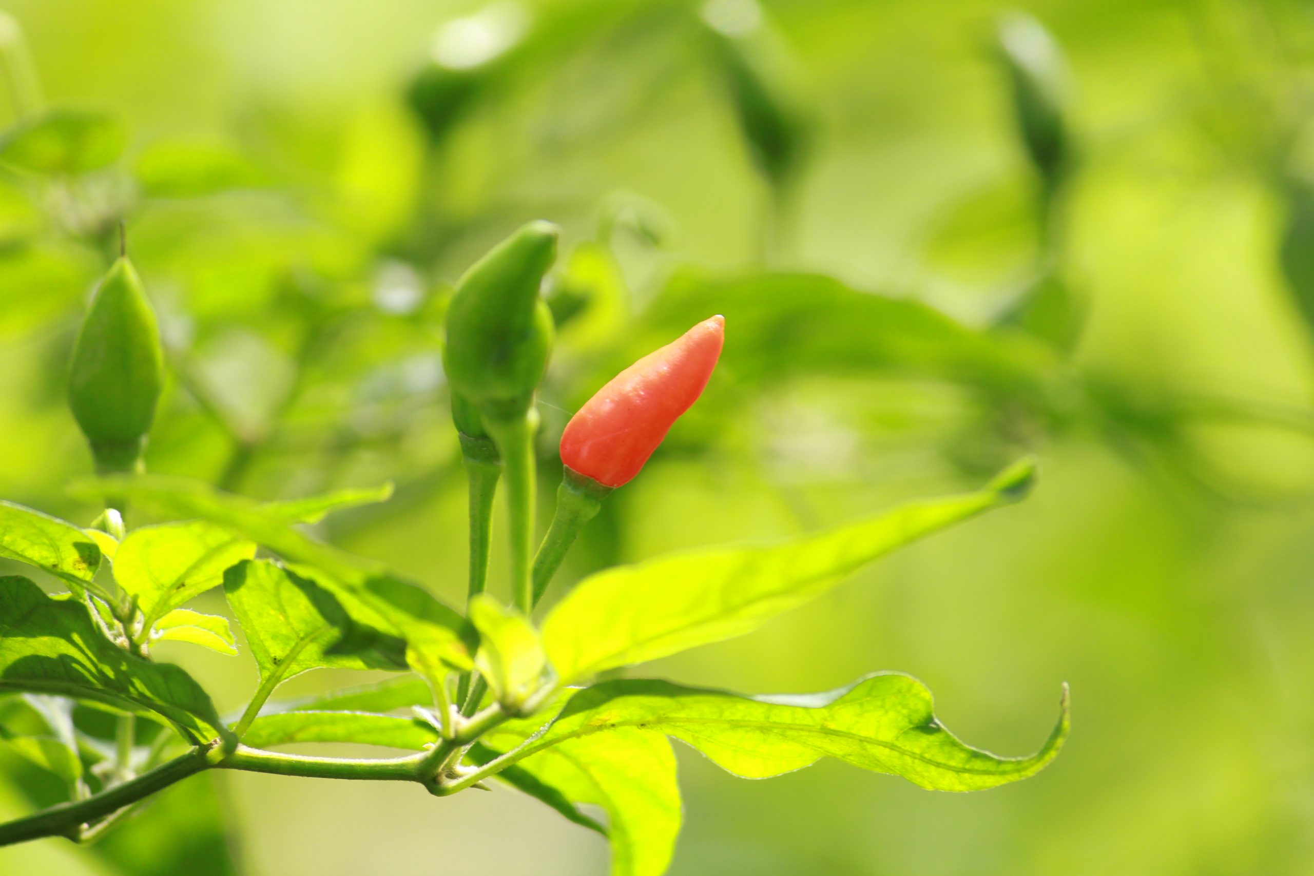 chillies on a plant