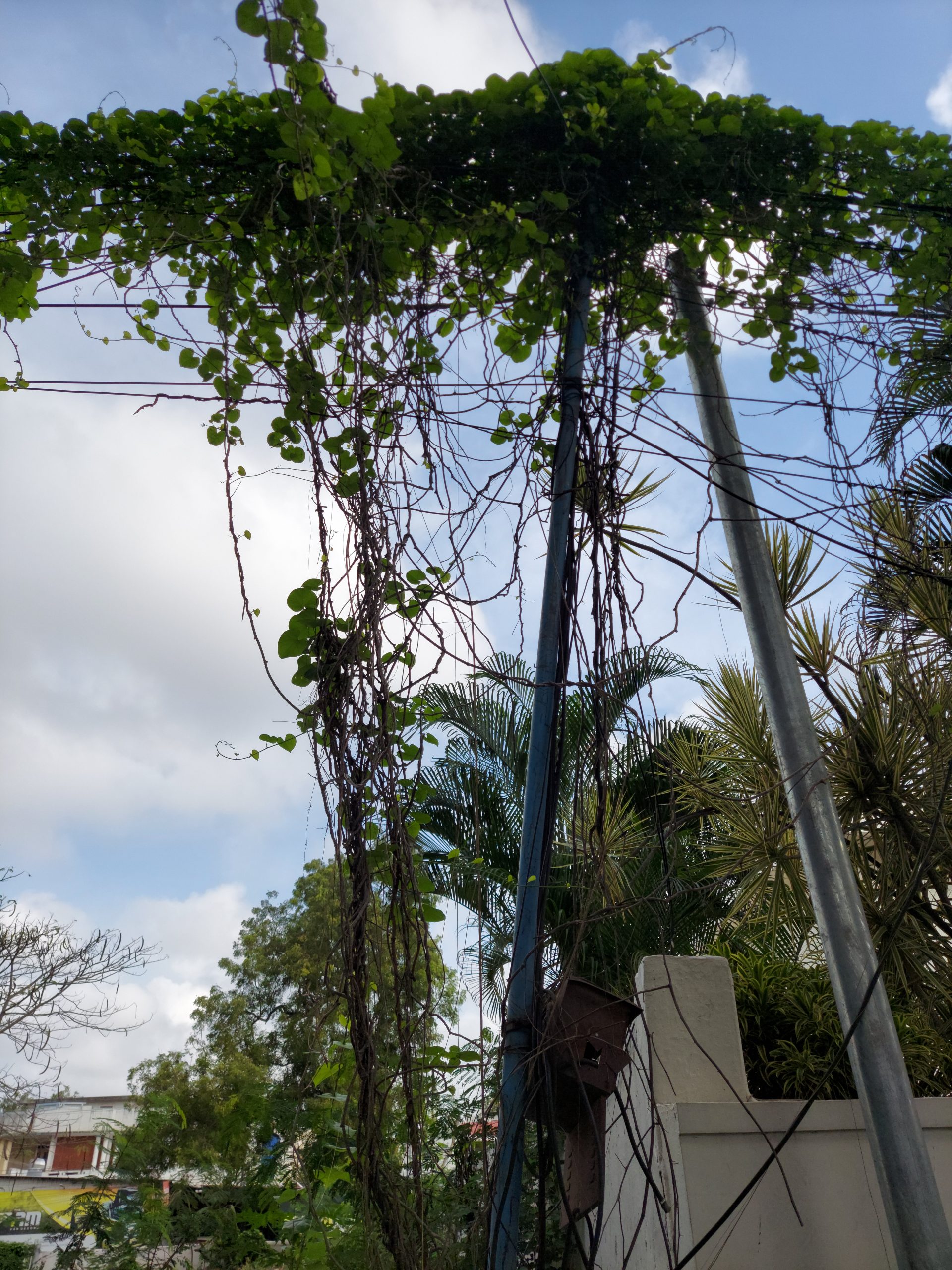 Climber plants on electric pole
