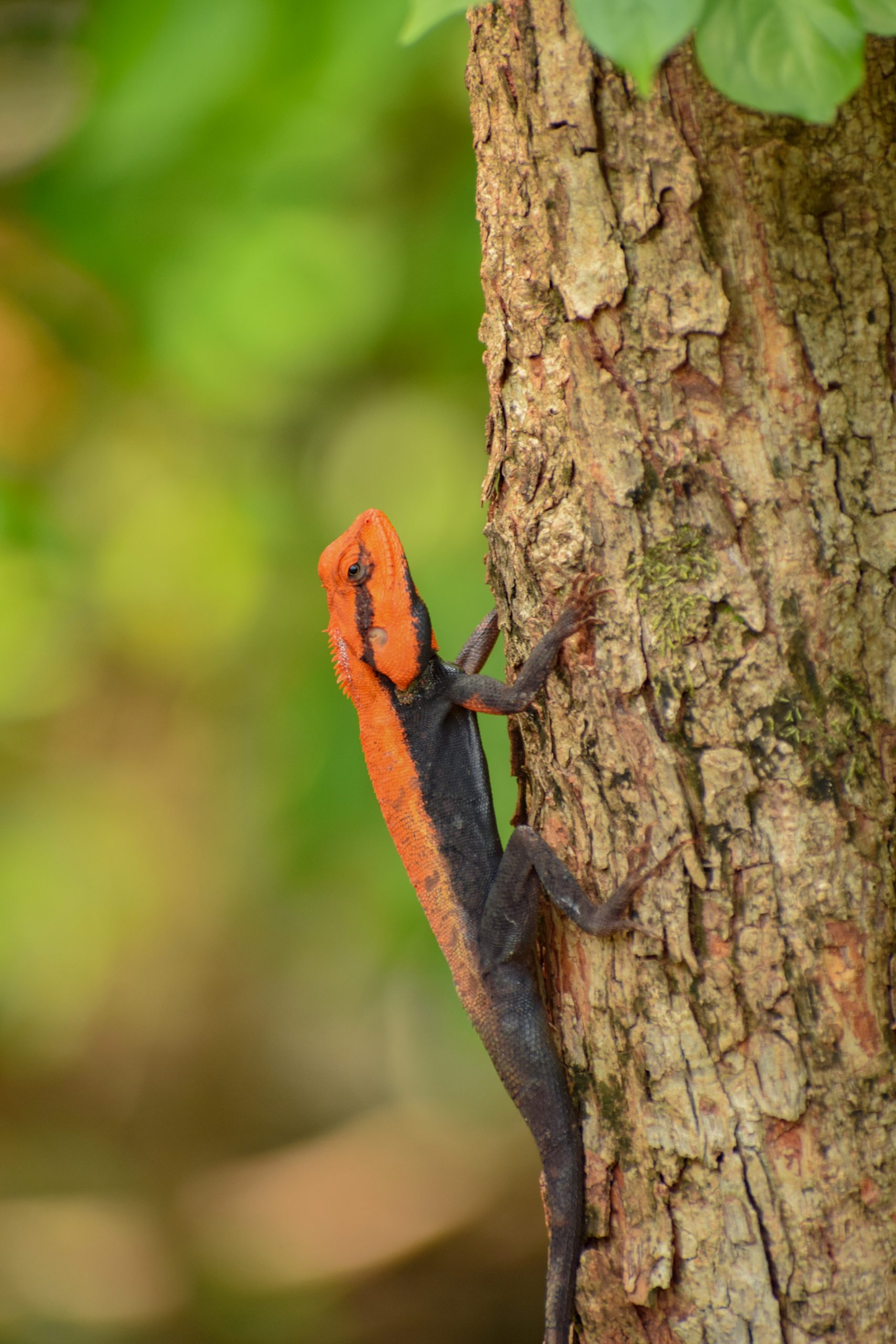 lizard on tree trunk