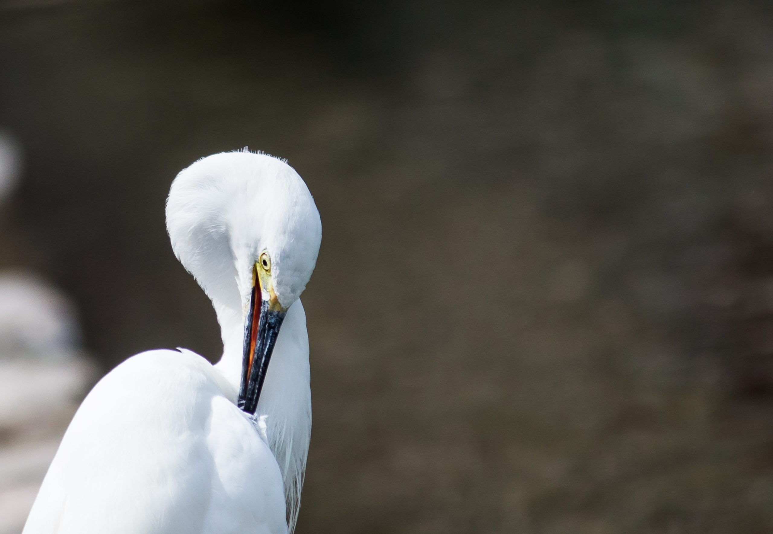 An egret bird