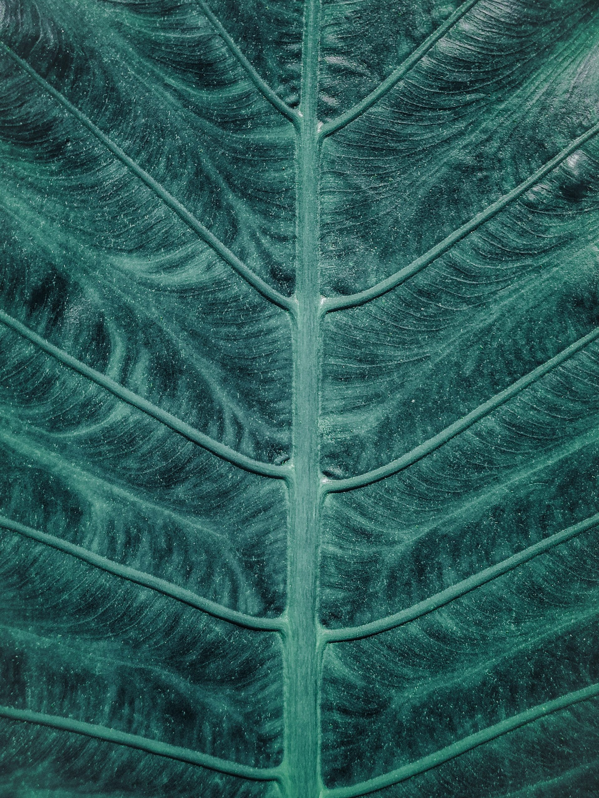 Close up of a leaf