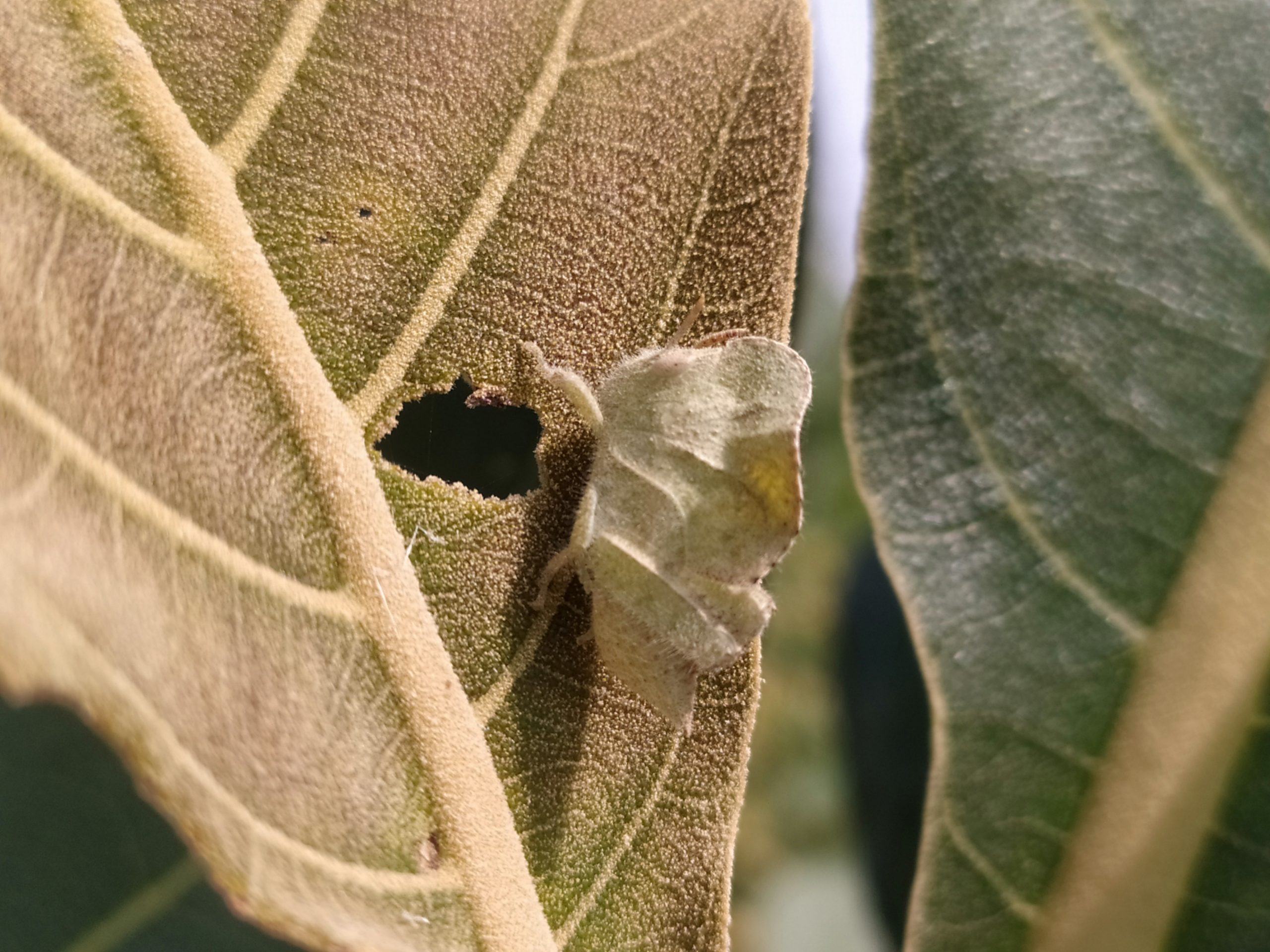 Close up of leaves