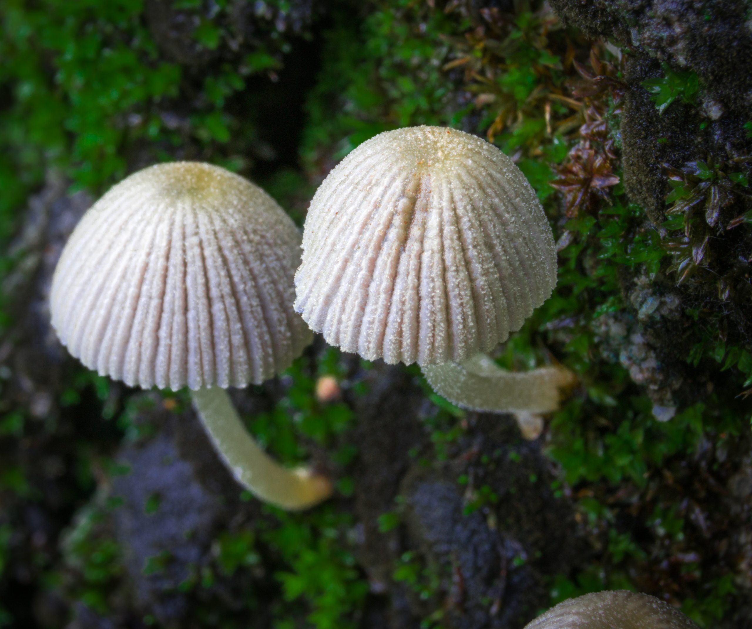Closeup of Curve Mushroom